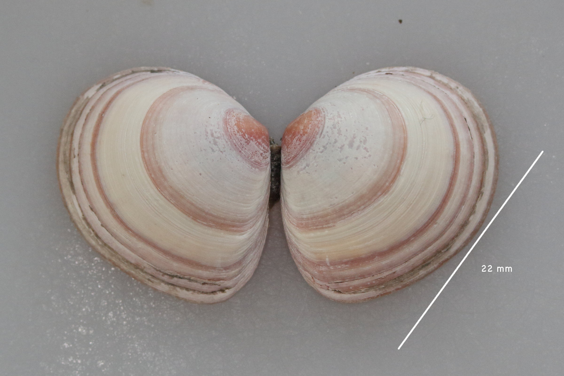 limecola_balthica2md