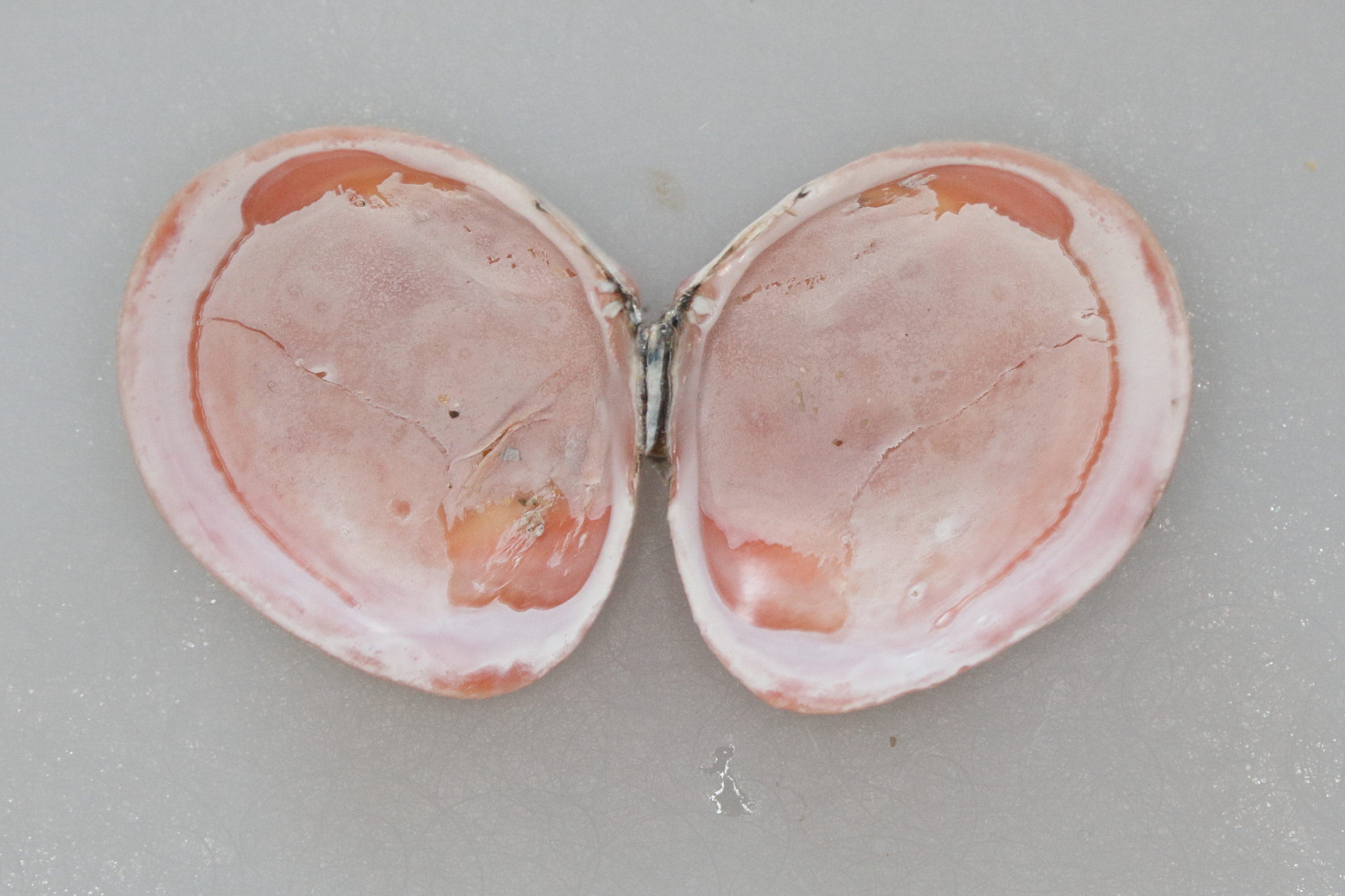 limecola_balthica3md