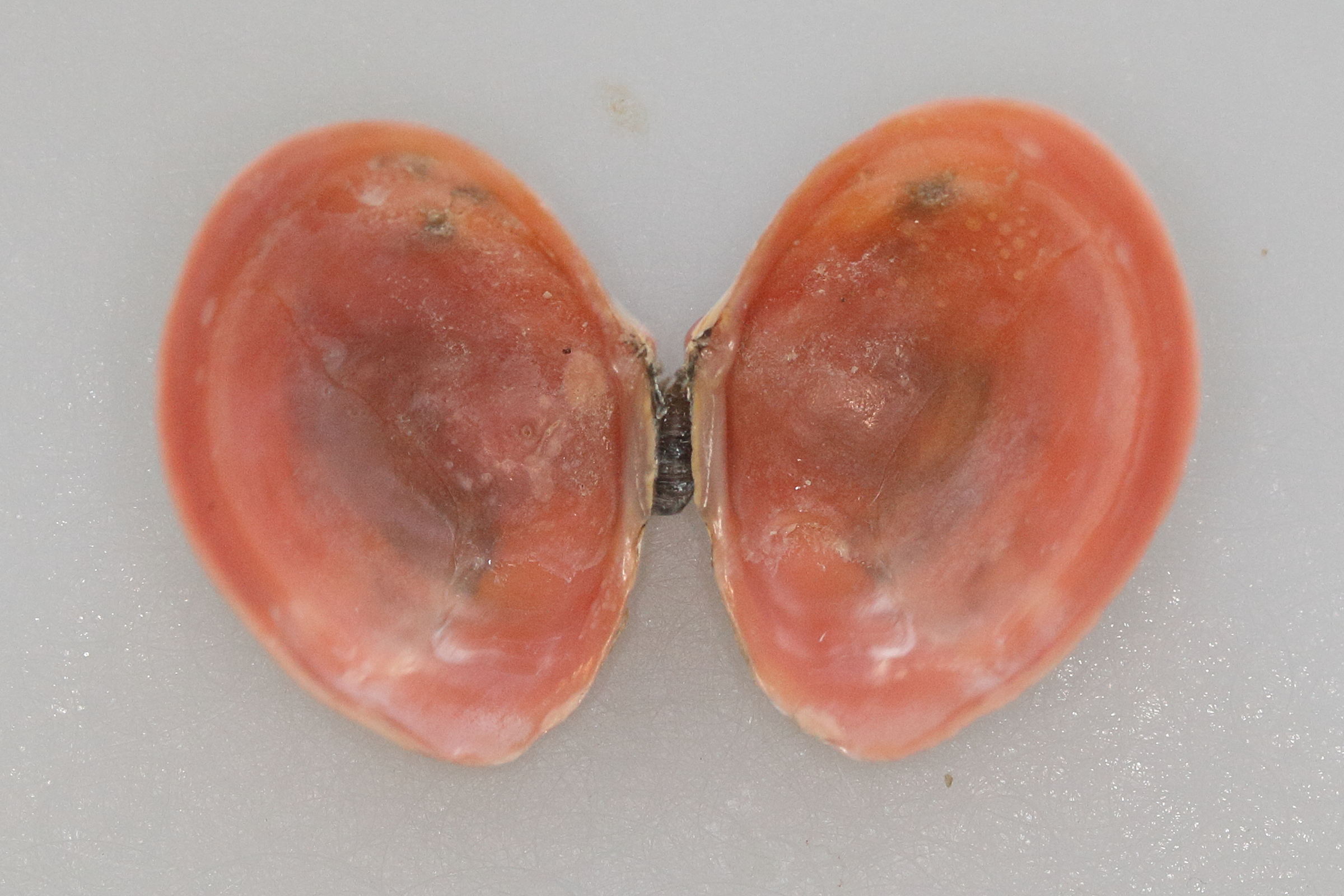 limecola_balthica5md