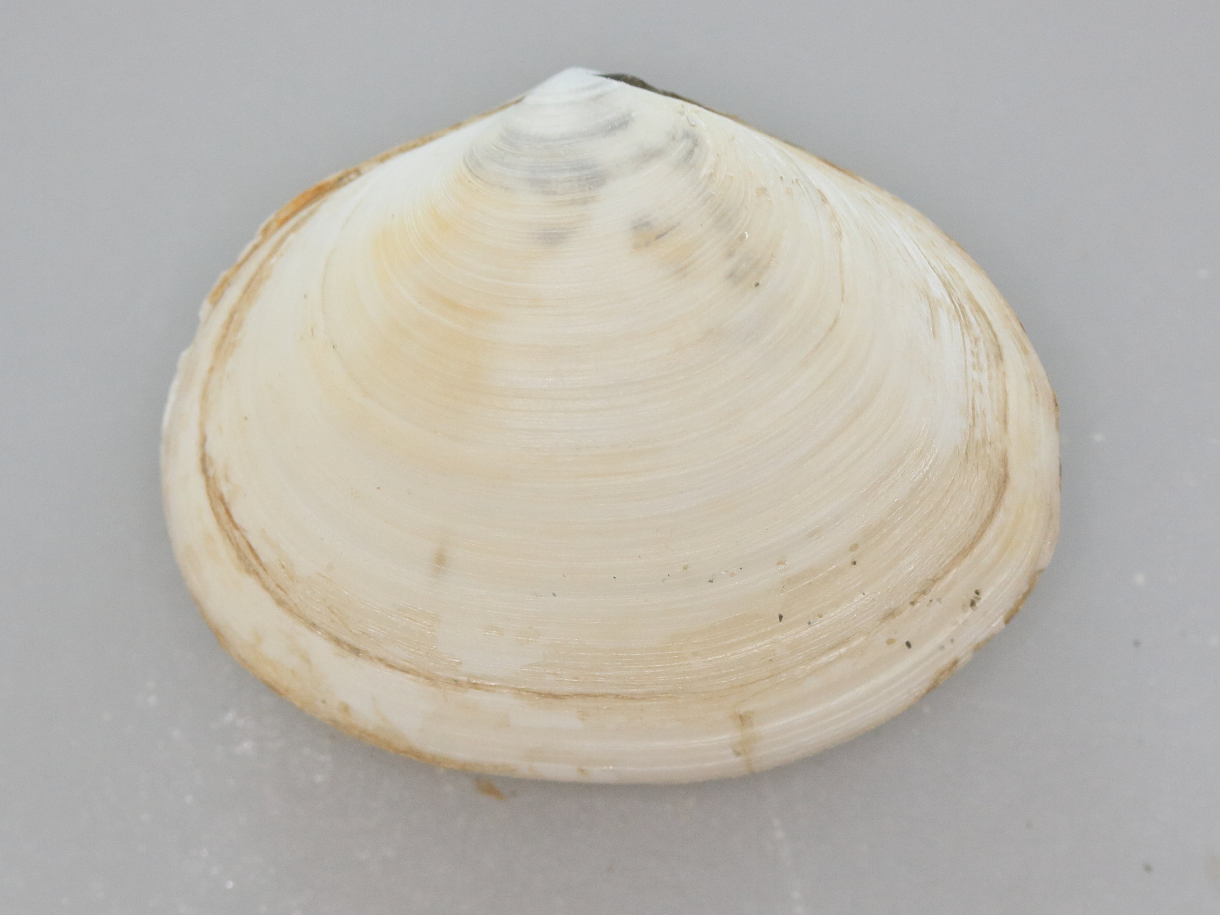 scrobicularia_plana2md