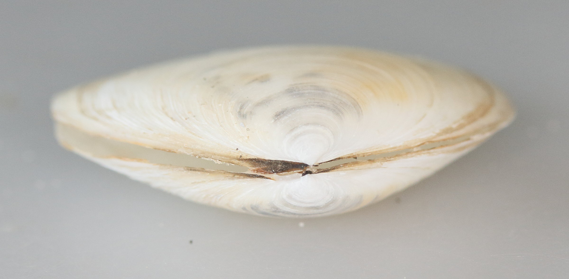 scrobicularia_plana3md