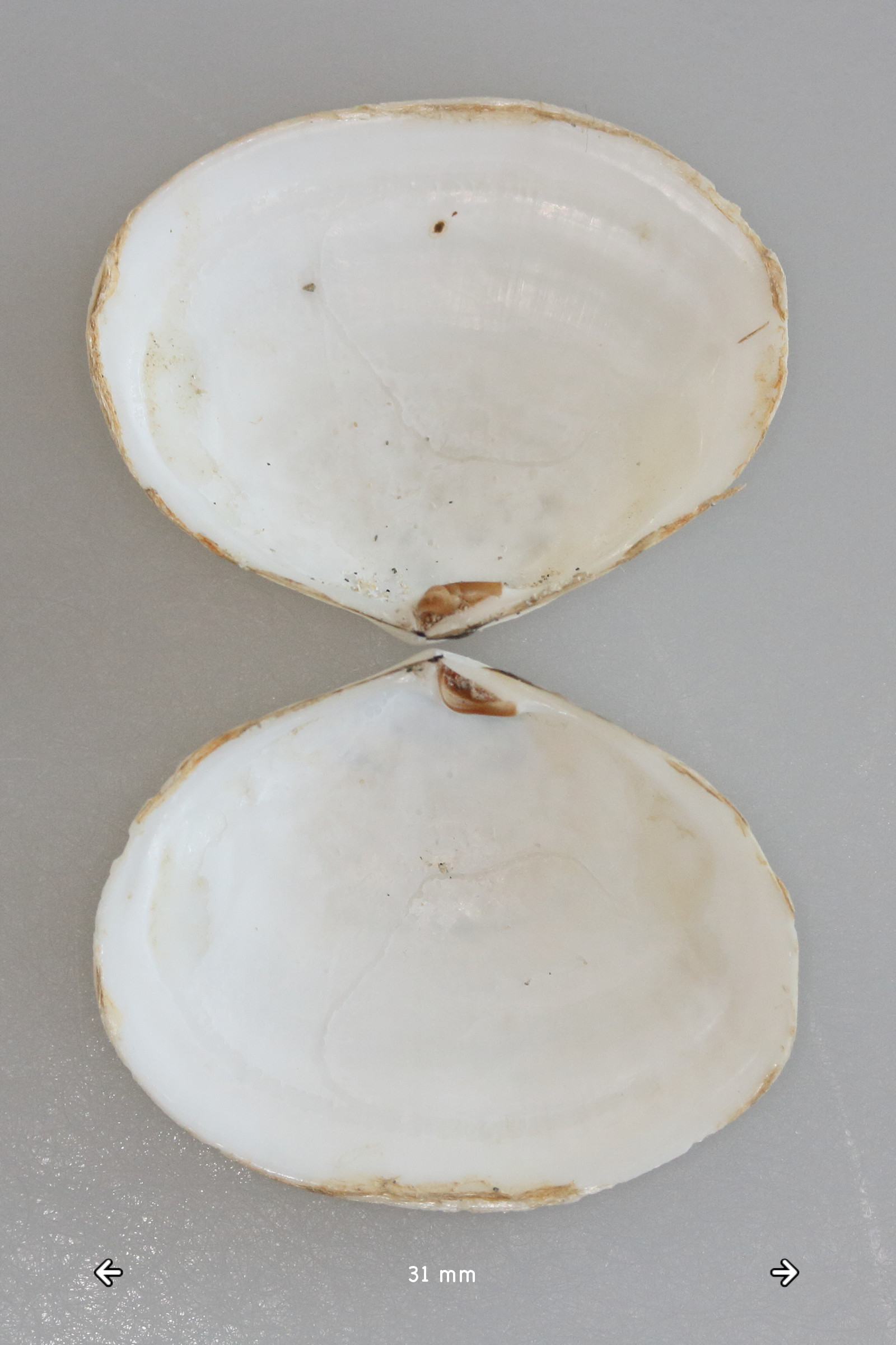 scrobicularia_plana4md