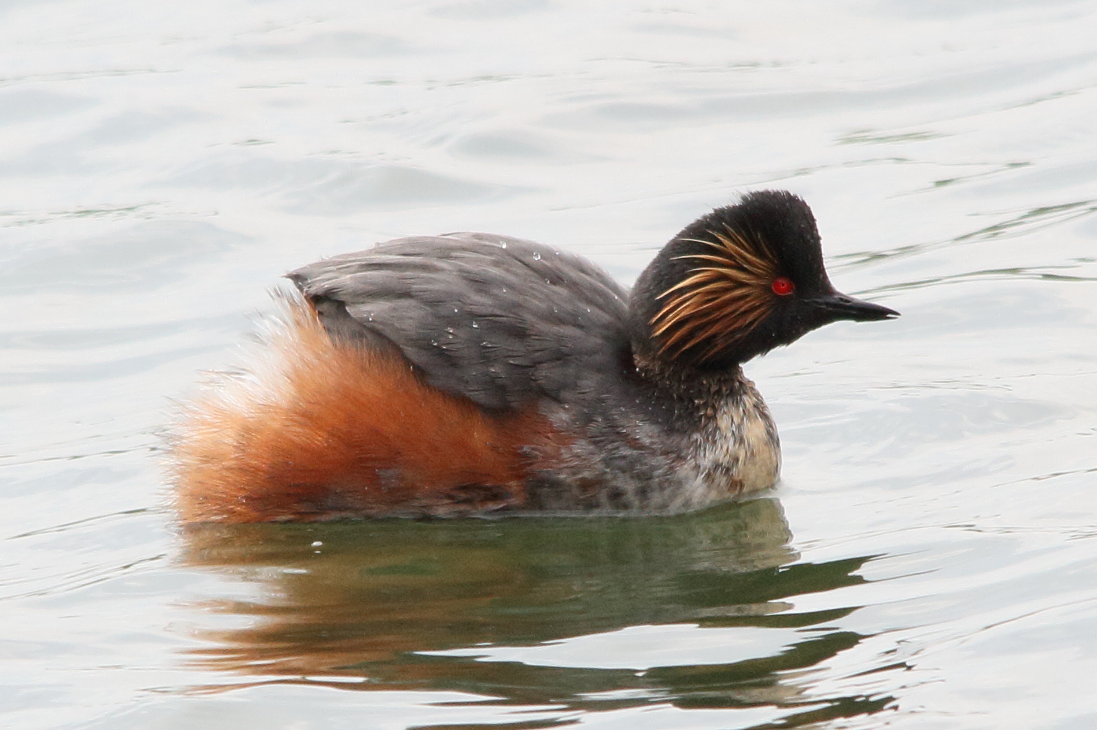 Grebe àcou noir - podiceps_nigricollis7md