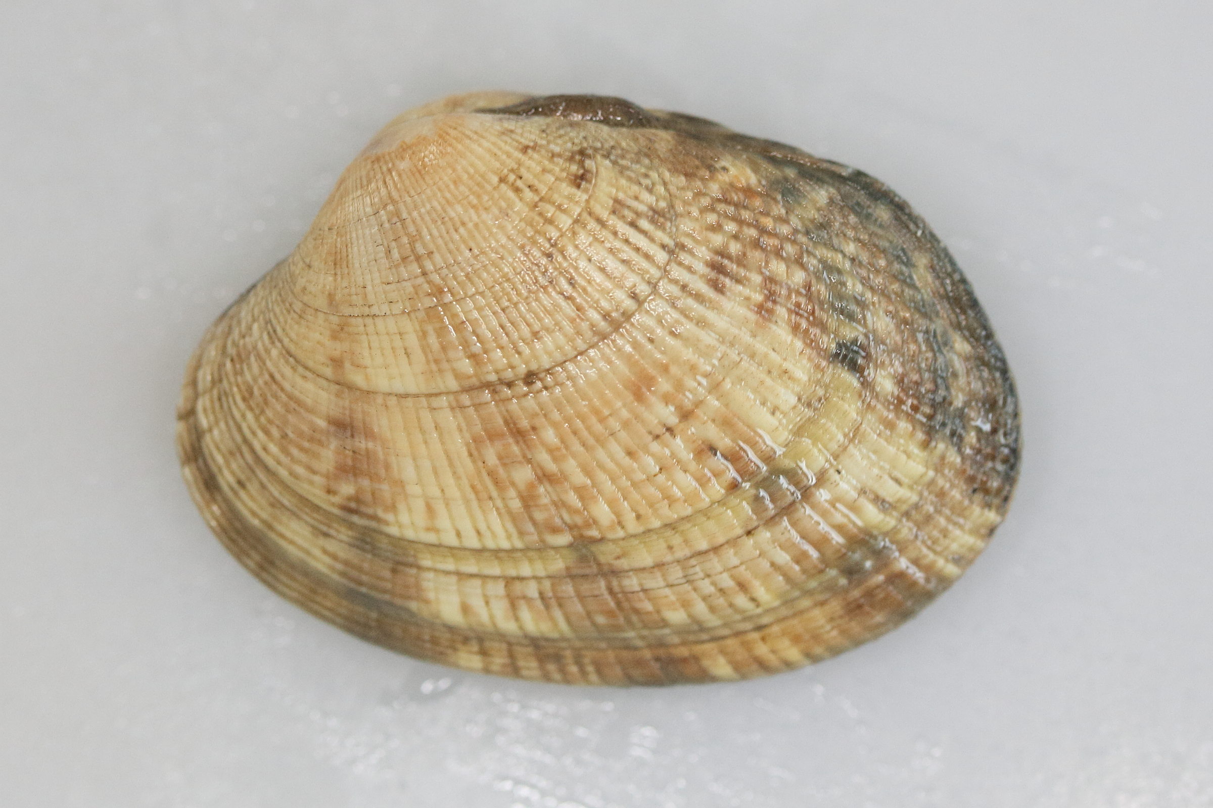 ruditapes_philippinarum1md