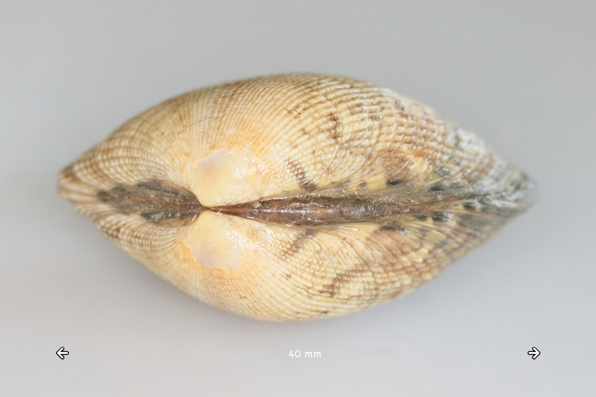 ruditapes_philippinarum2md