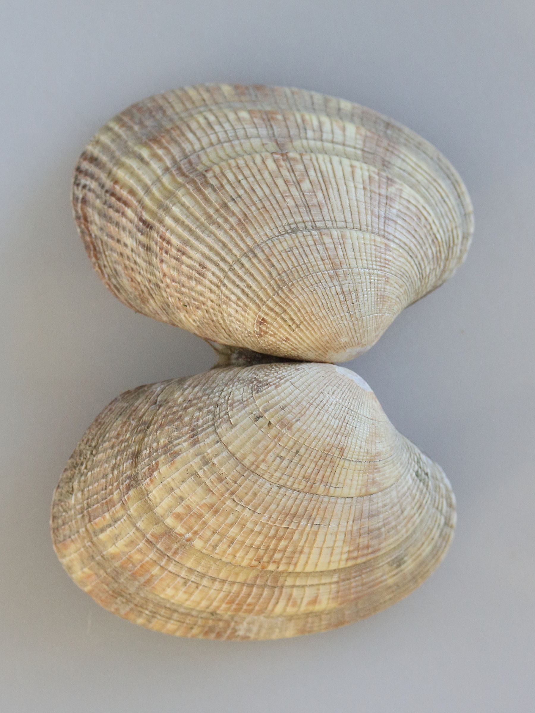 ruditapes_philippinarum3md