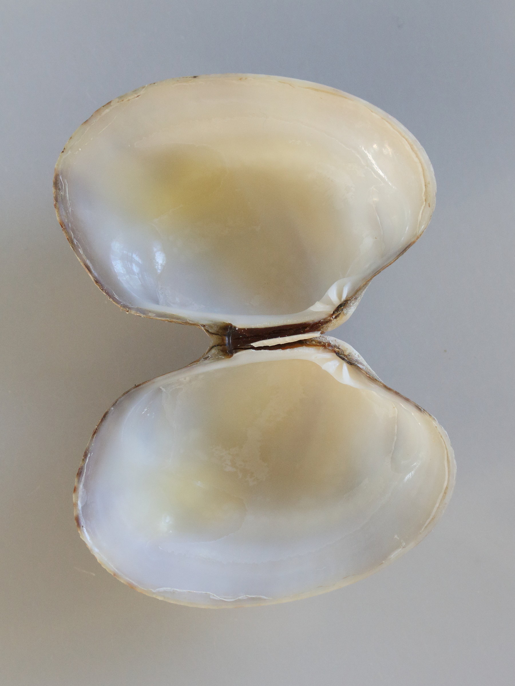 ruditapes_philippinarum4md