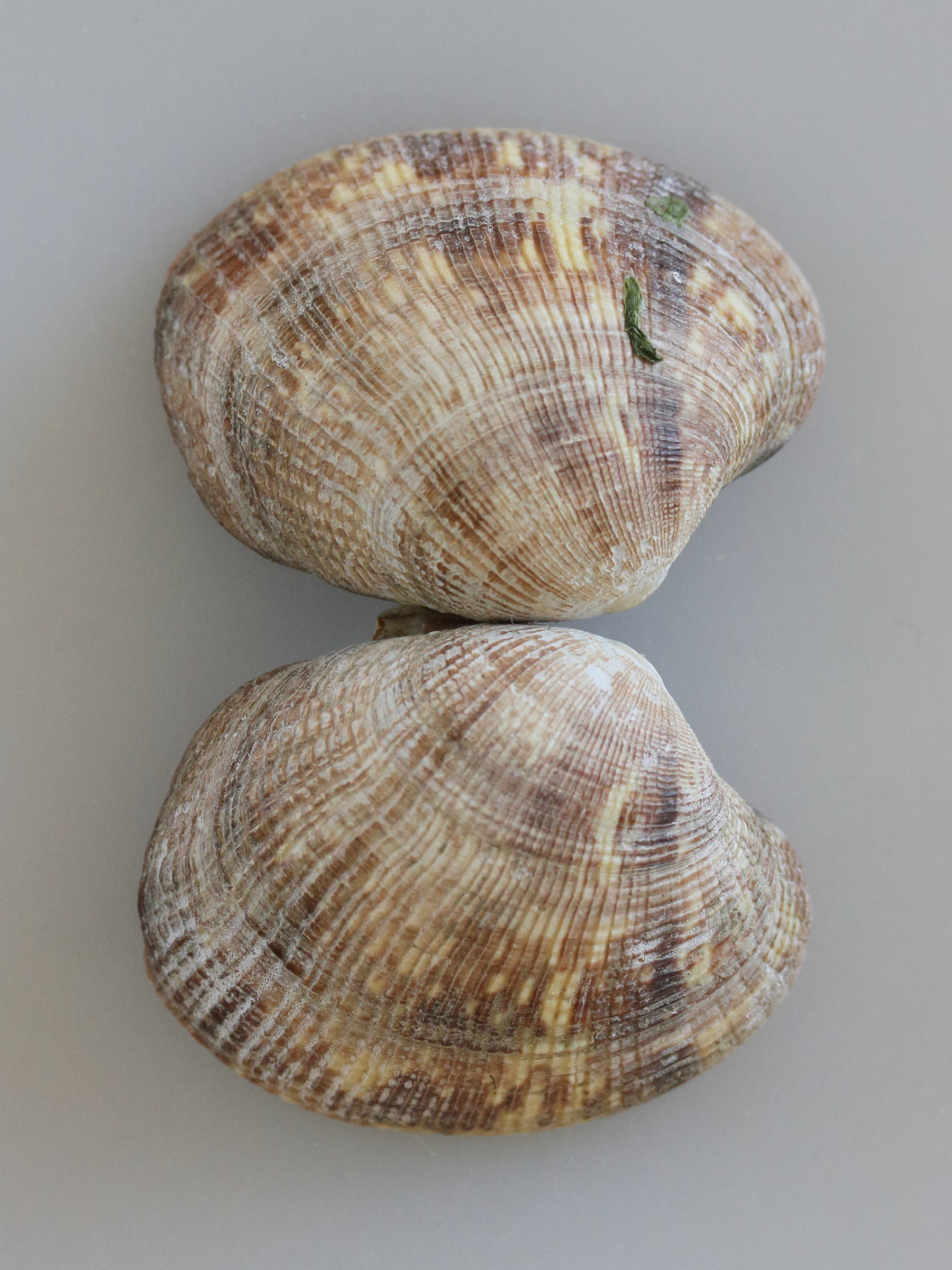 ruditapes_philippinarum5md