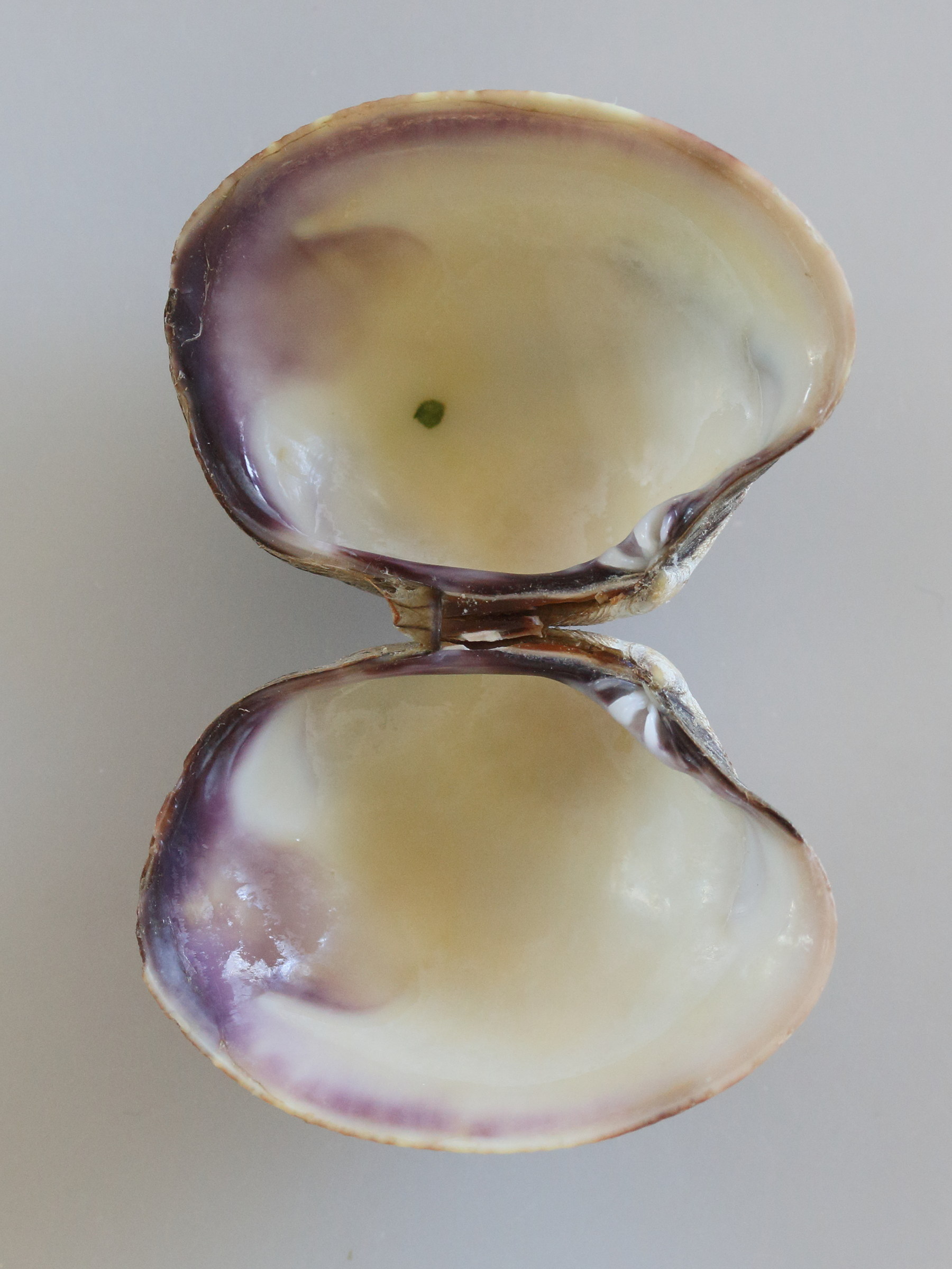 ruditapes_philippinarum6md