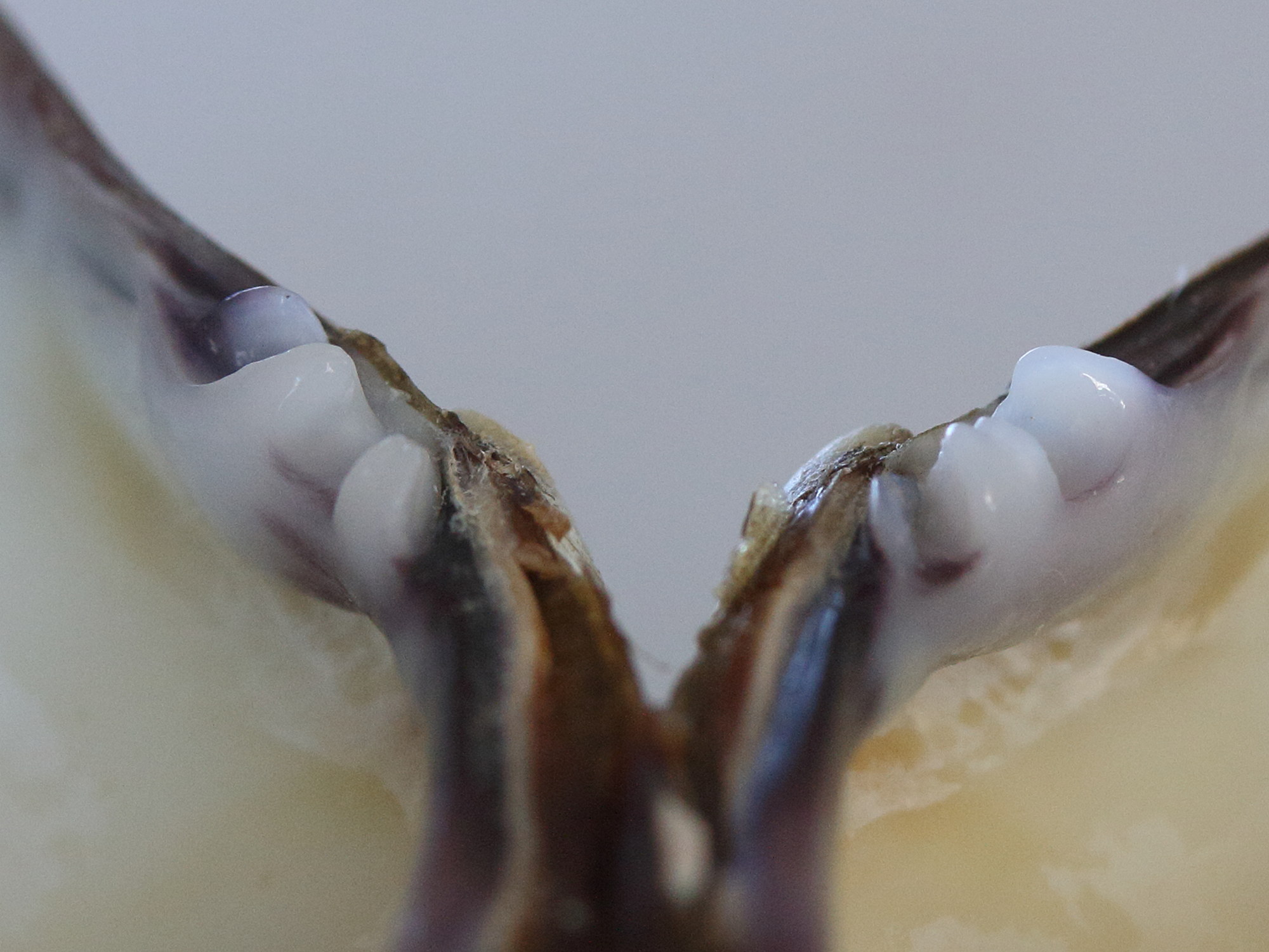 ruditapes_philippinarum7md