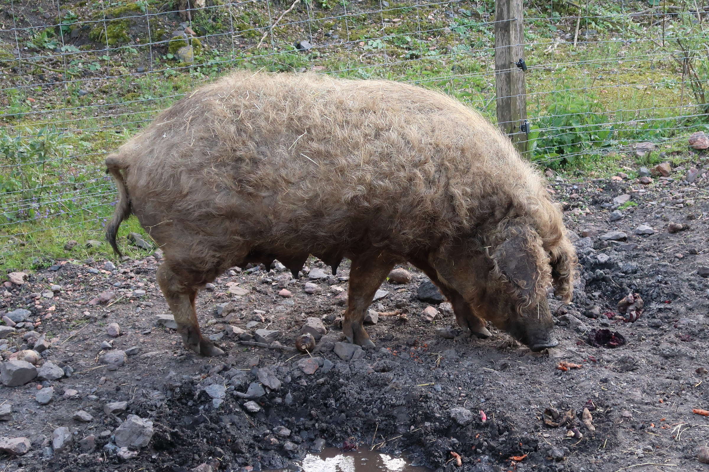 sus_scrofa_domesticus_mangalitza1md