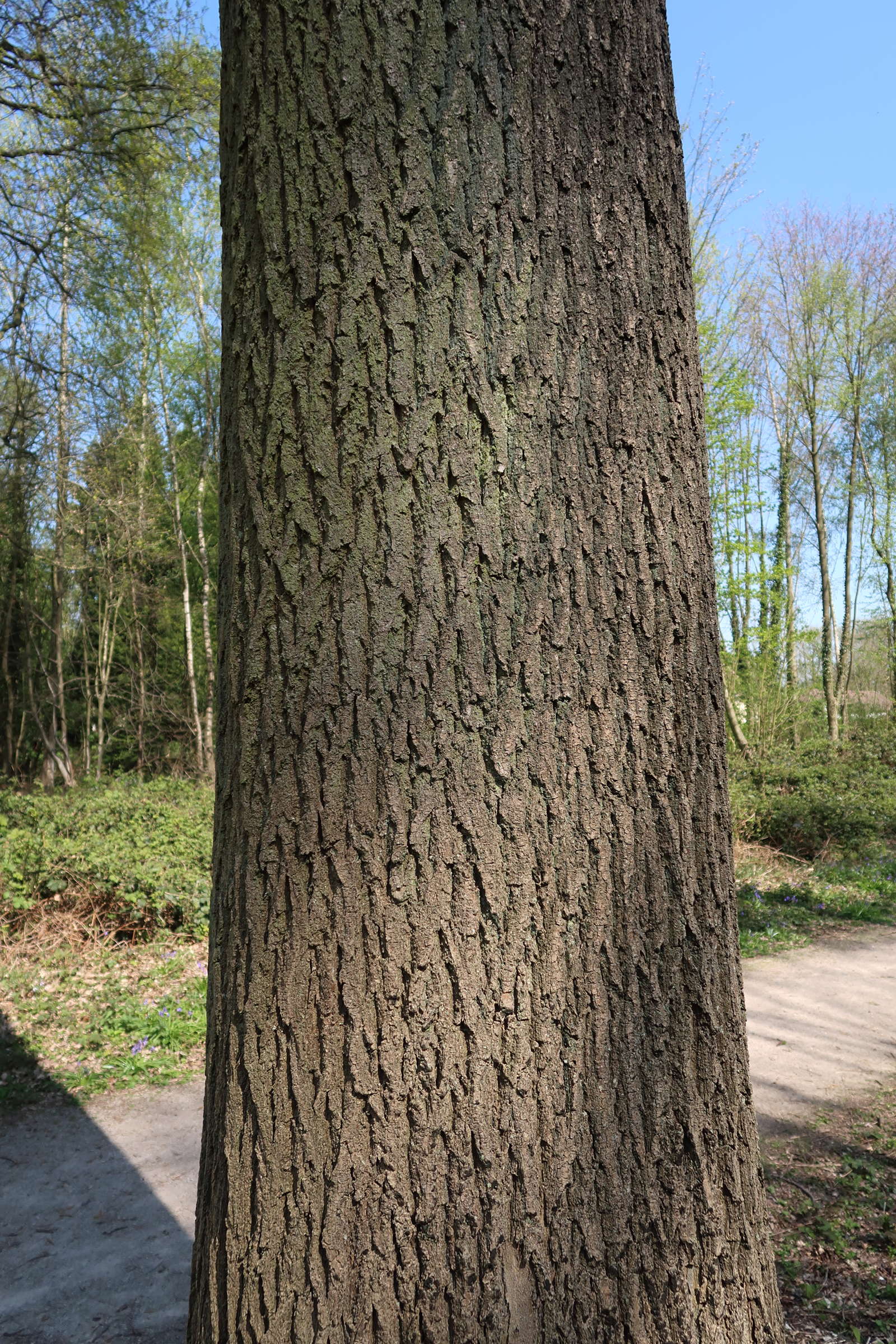 fraxinus_excelsior6md