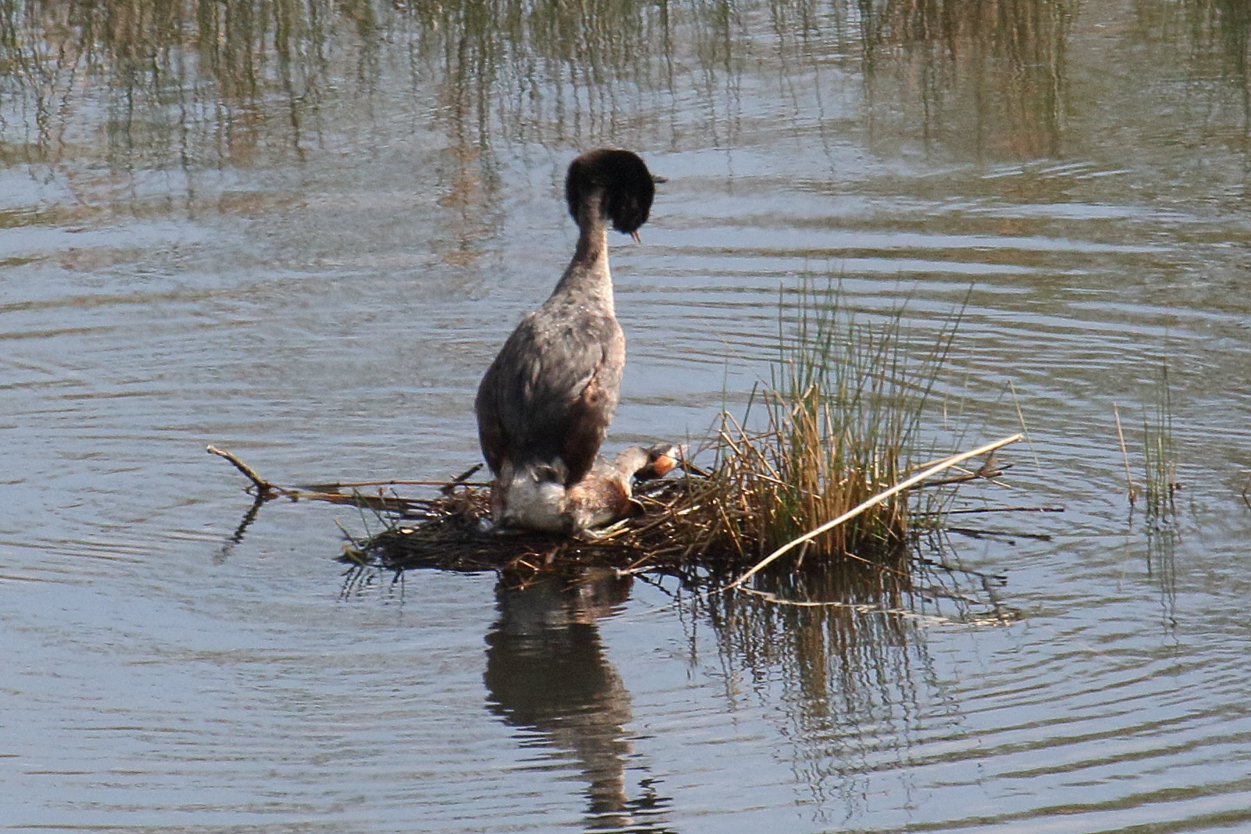 grebe_huppe_-_podiceps_cristatus15bd