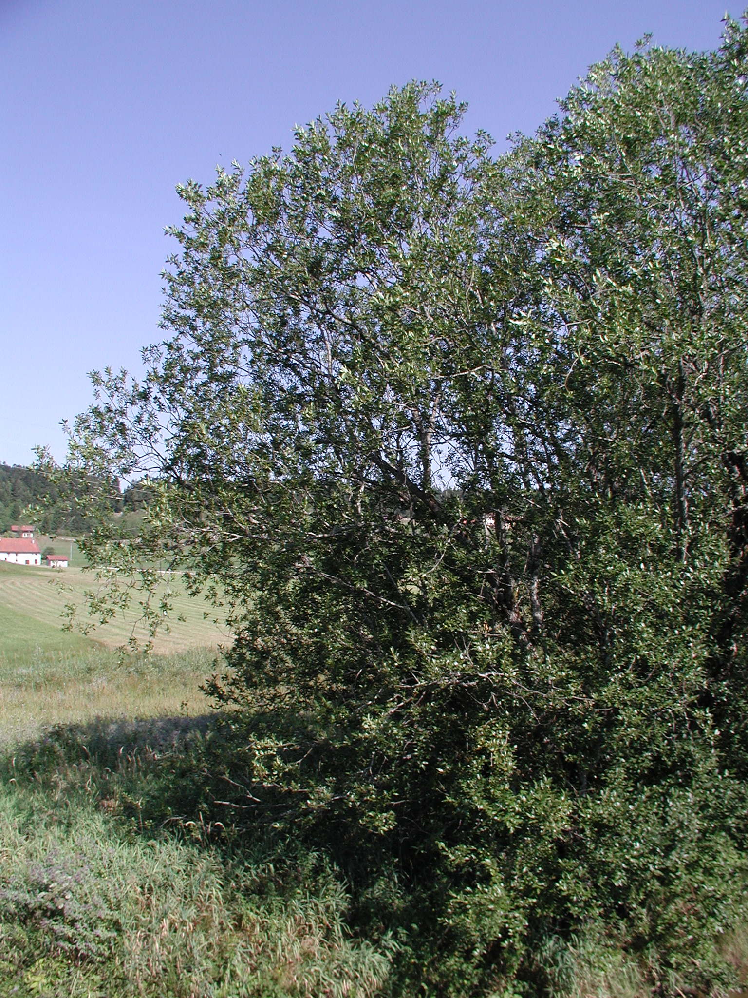 Afficher le média salix_pentandra3md salix_pentandra3md