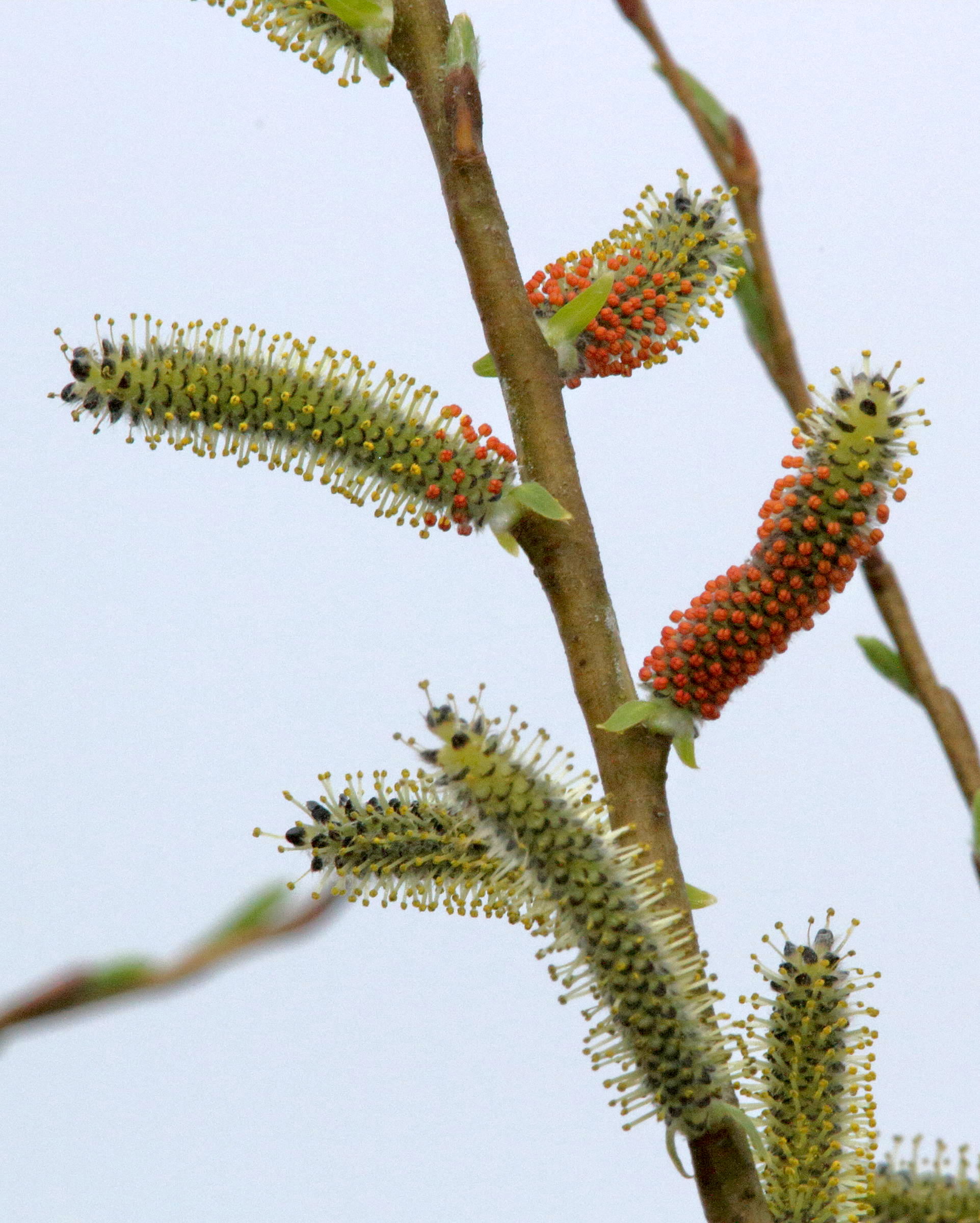 salix_purpurea3md