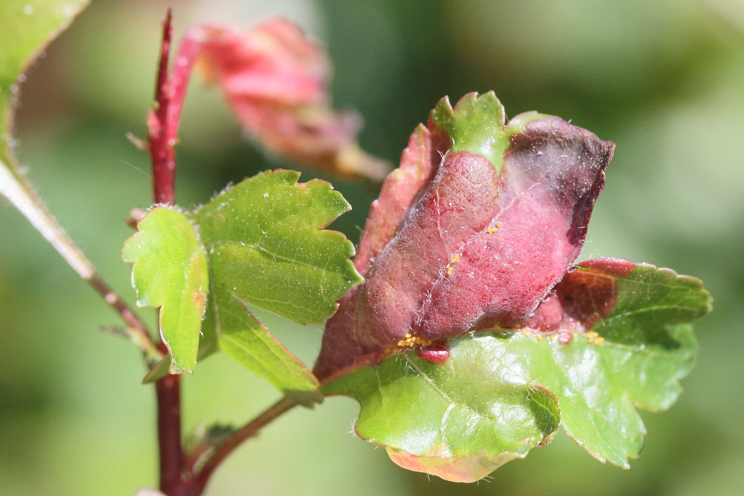 Afficher le média taphrina_crataegi1md taphrina_crataegi1md