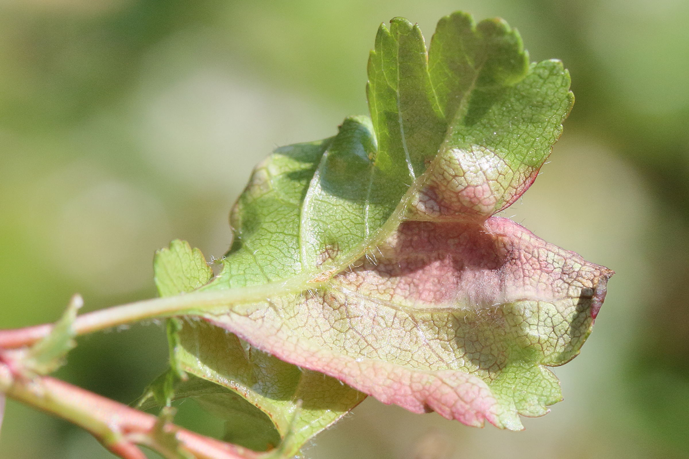 Afficher le média taphrina_crataegi2md taphrina_crataegi2md