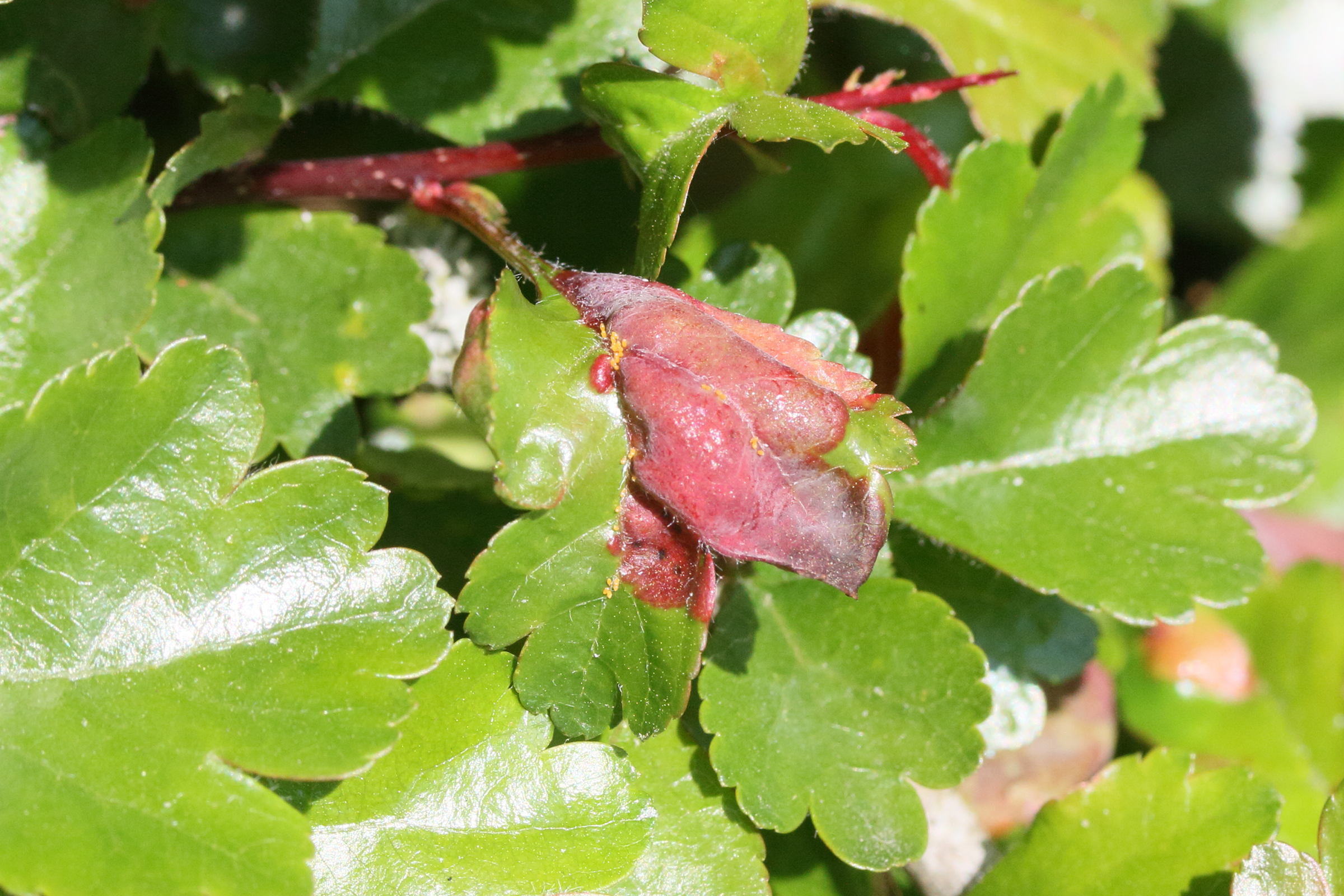 Afficher le média taphrina_crataegi3md taphrina_crataegi3md