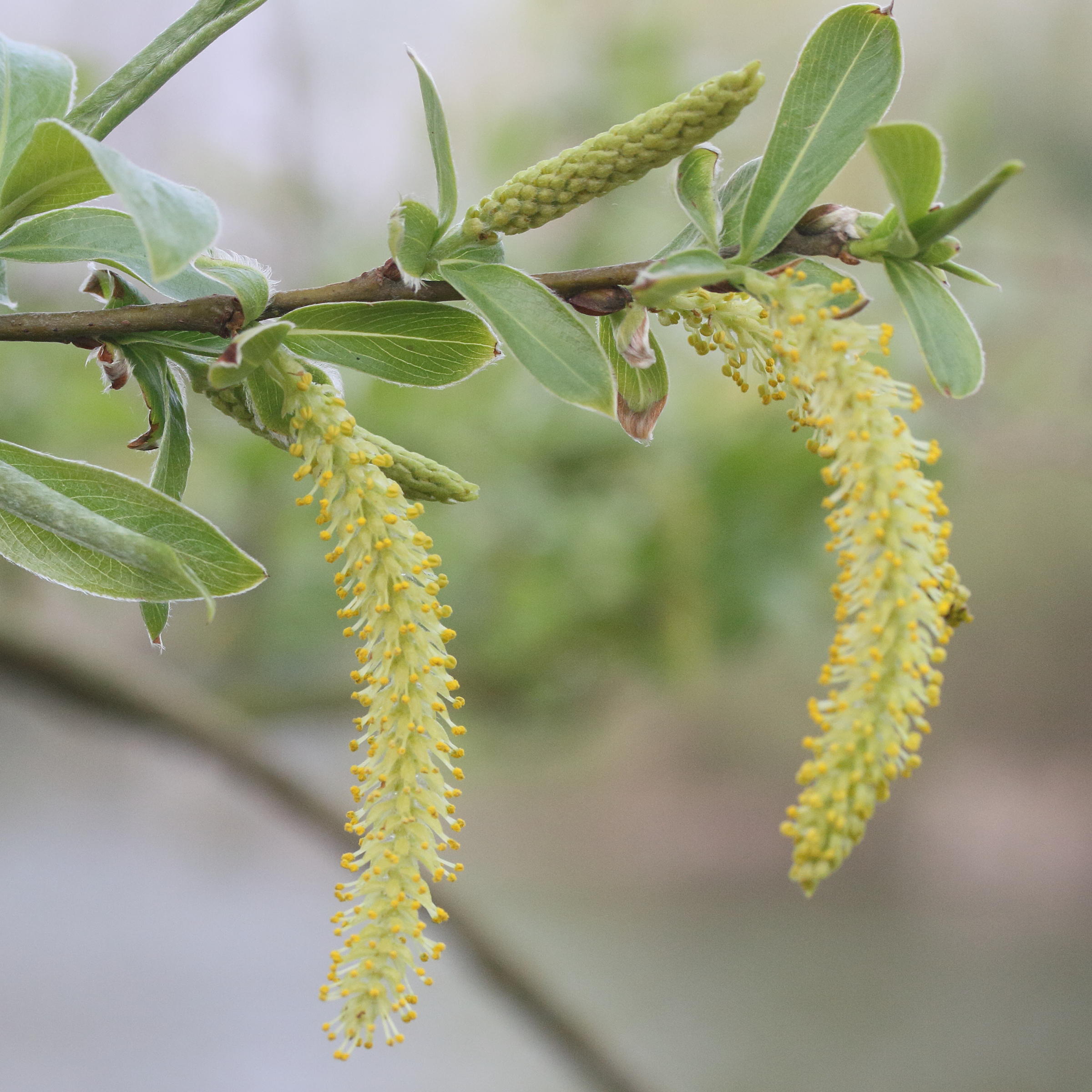 salix_alba5md