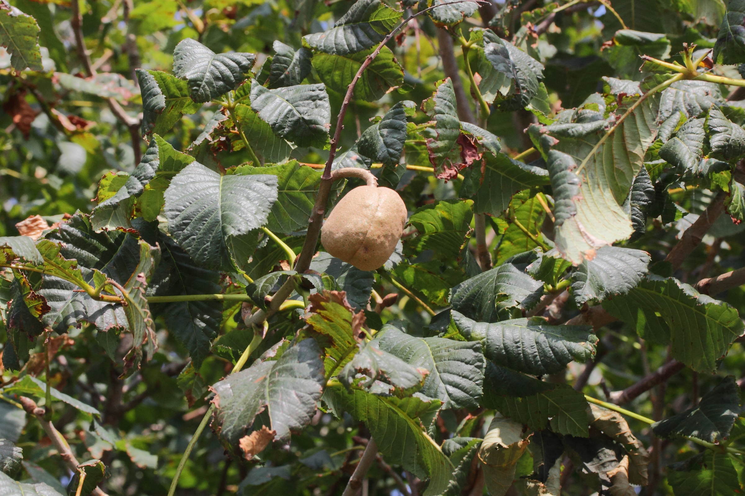 Afficher le média aesculus_x_carnea6md aesculus_x_carnea6md