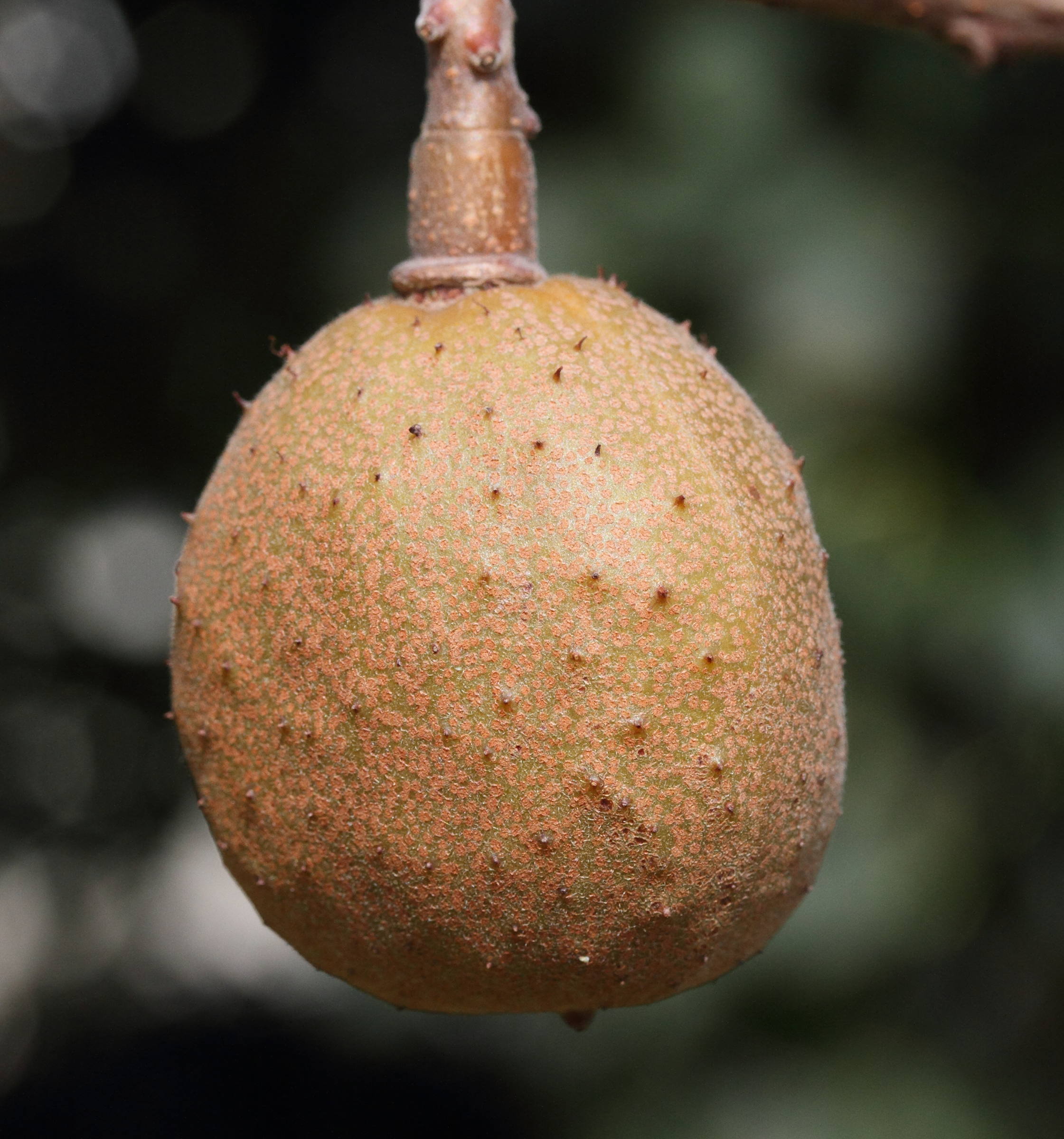 Afficher le média aesculus_x_carnea7md aesculus_x_carnea7md