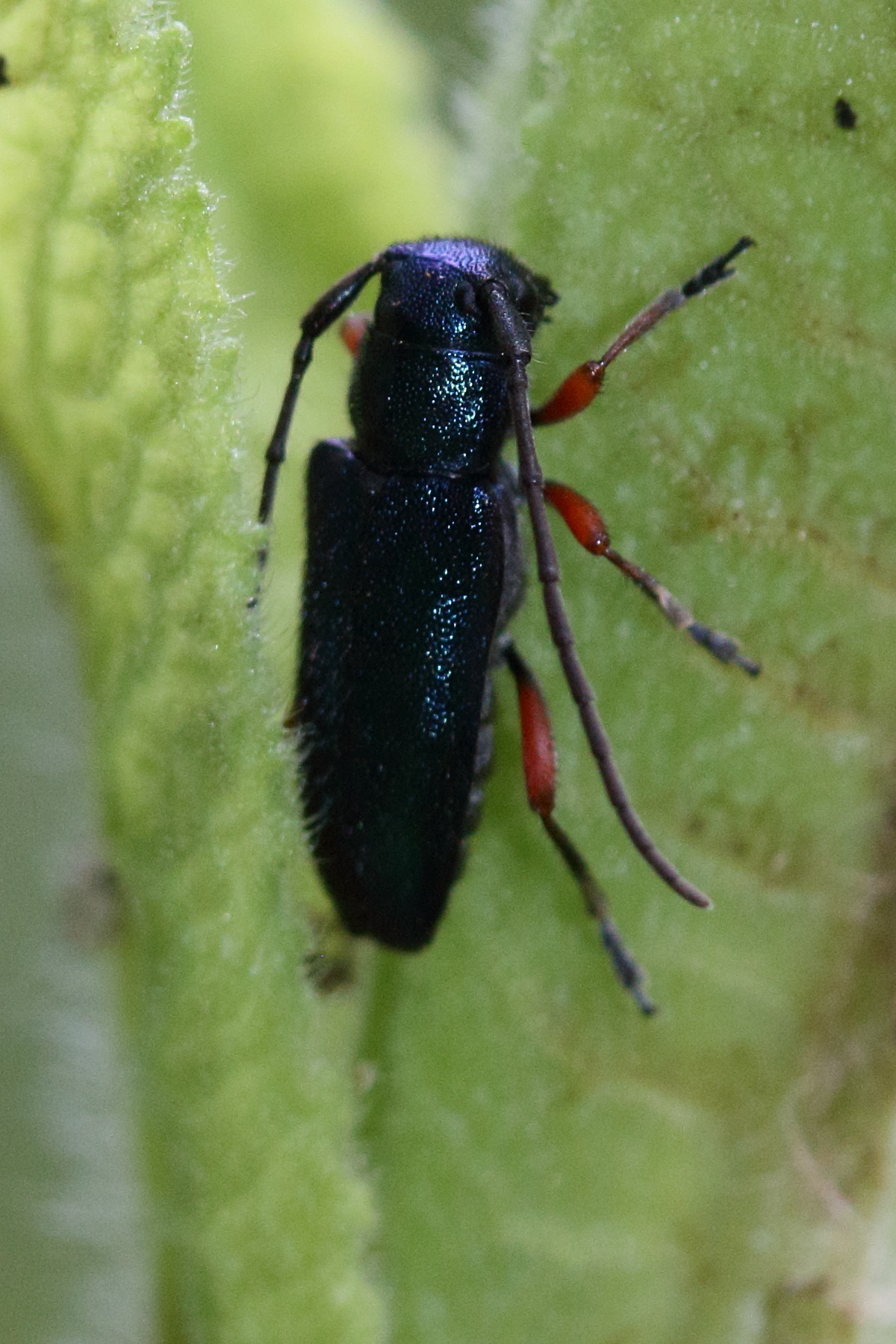 ropalopus_femoratus1md