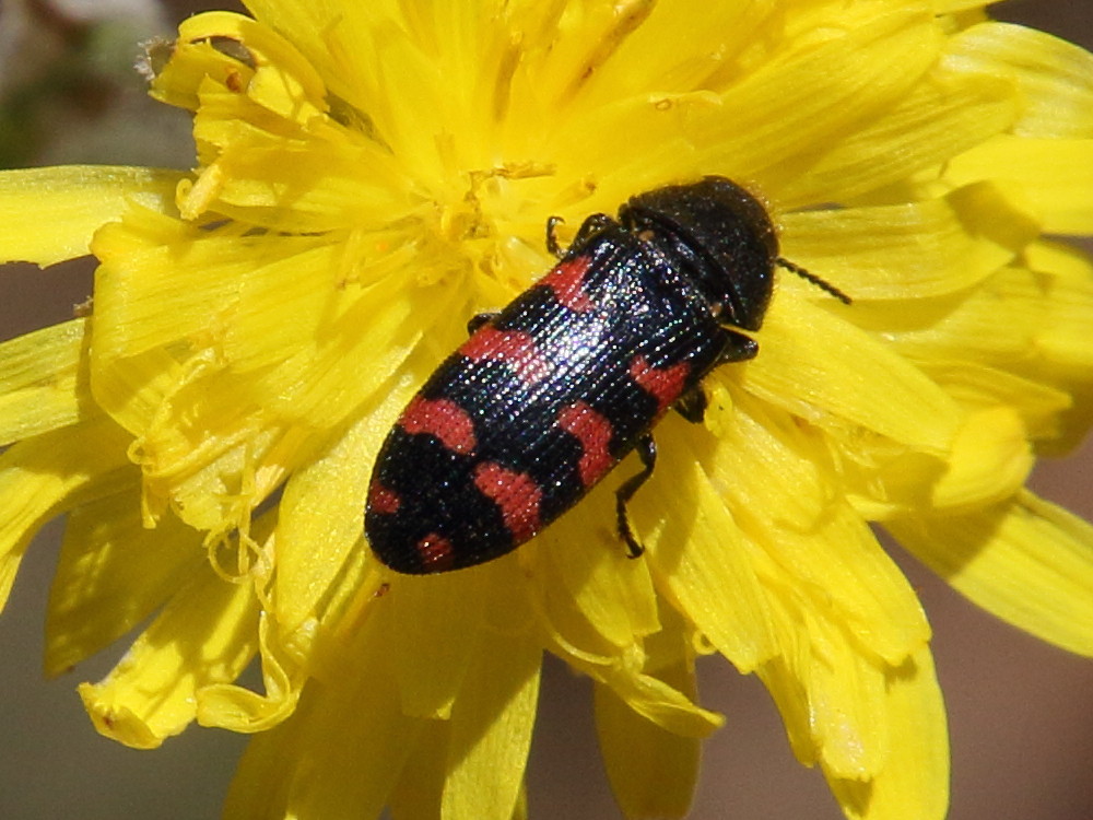 acmaeodera_quadrizonata2bd