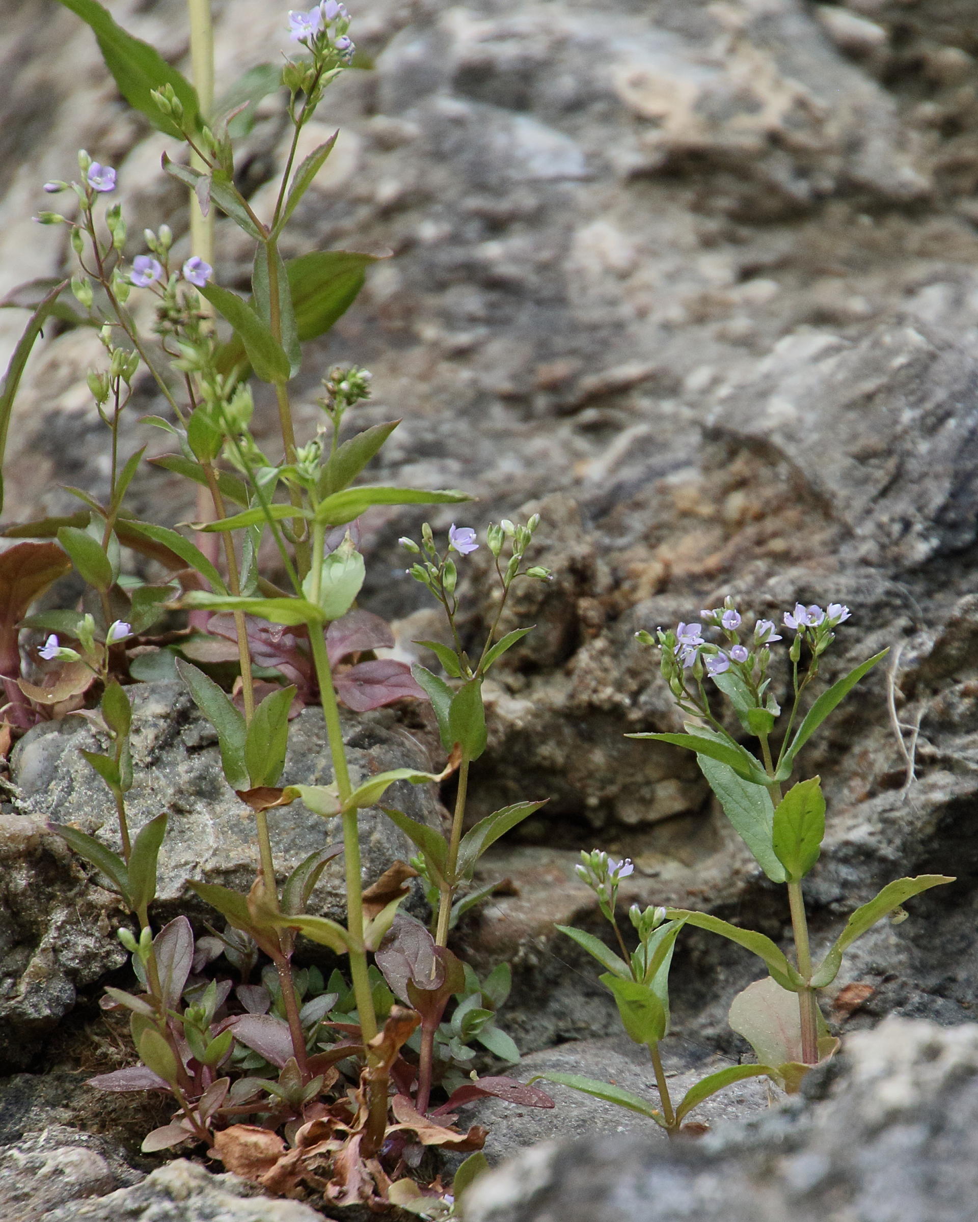 Afficher le média veronica_anagallis-aquatica6bd veronica_anagallis-aquatica6bd