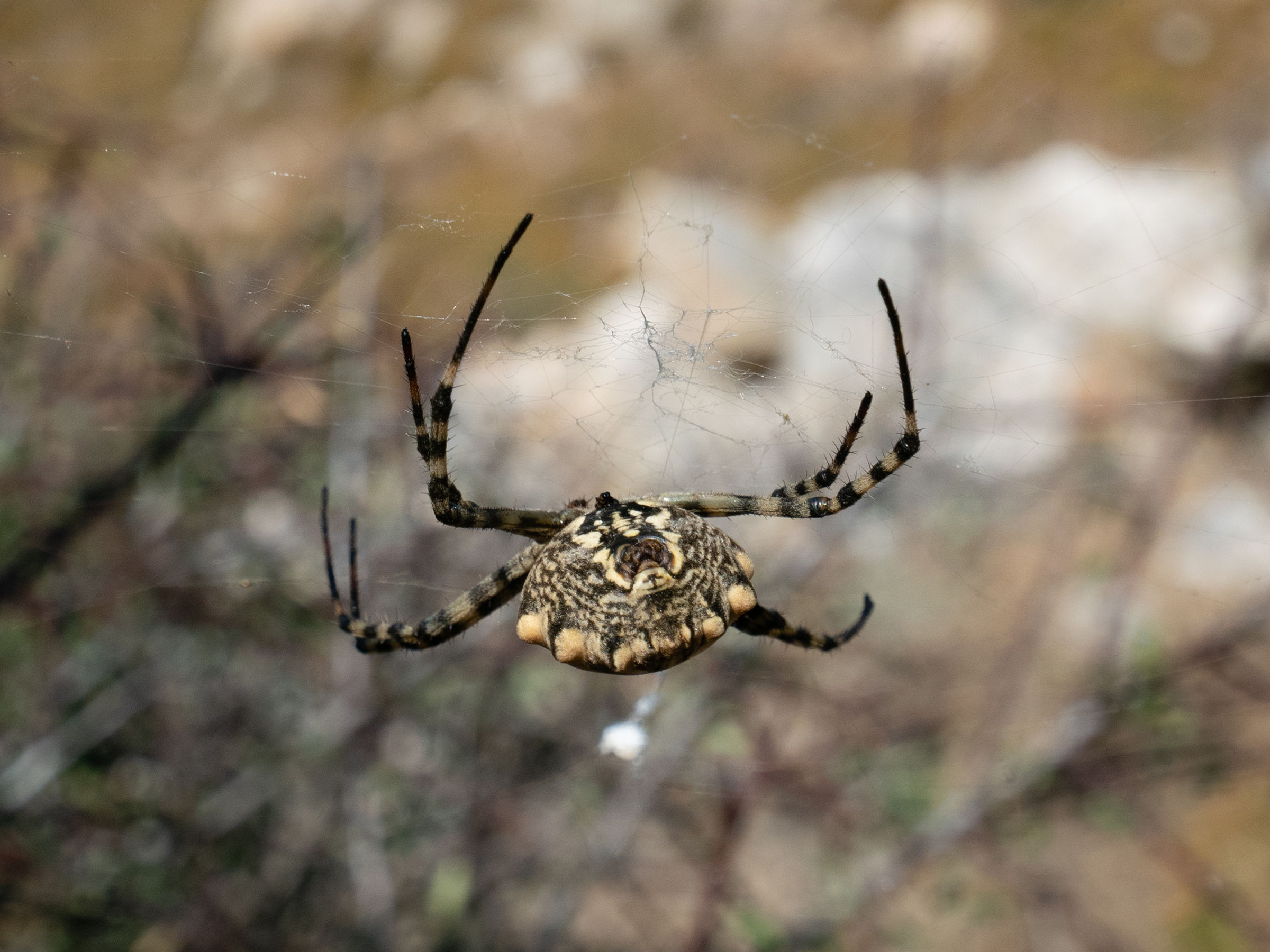 Afficher le média argiope_lobata4sd argiope_lobata4sd