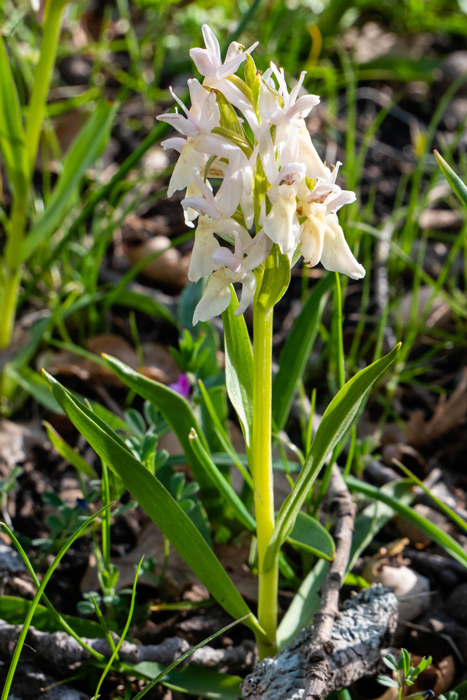 dactylorhiza_sambucina1sd