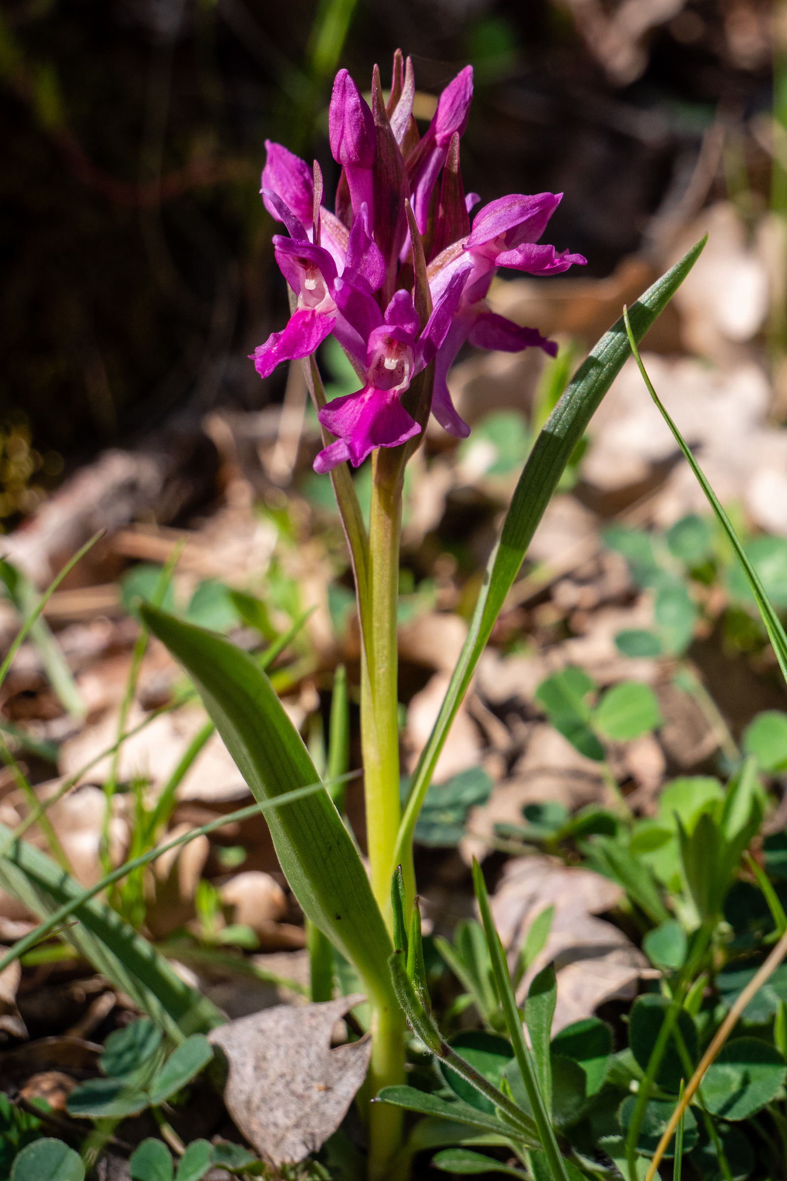 dactylorhiza_sambucina2sd