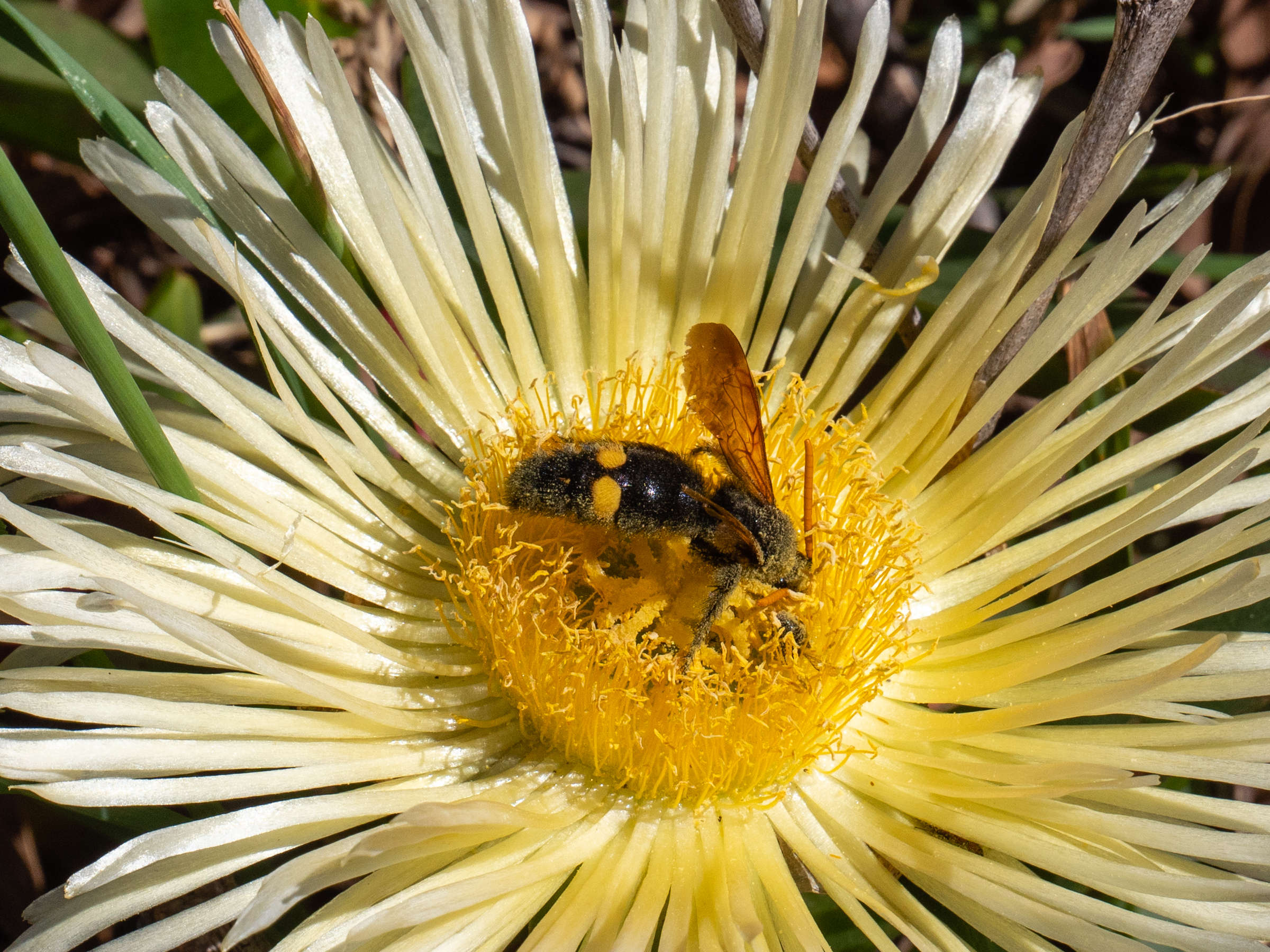 megascolia_bidens1sd
