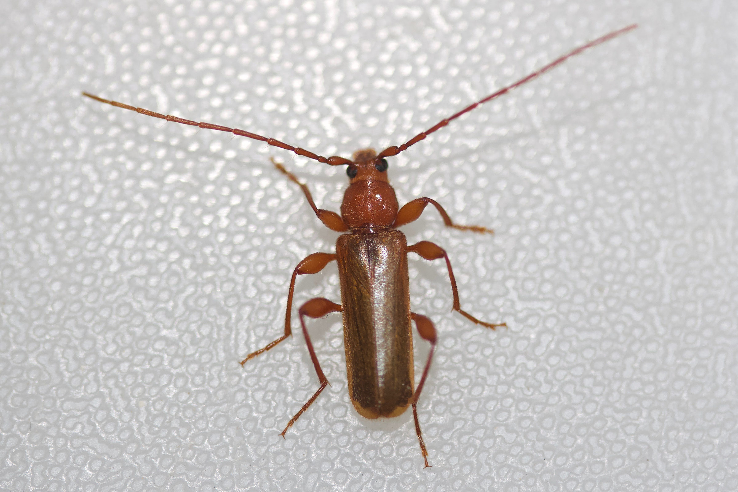 phymatodes_testaceus3md