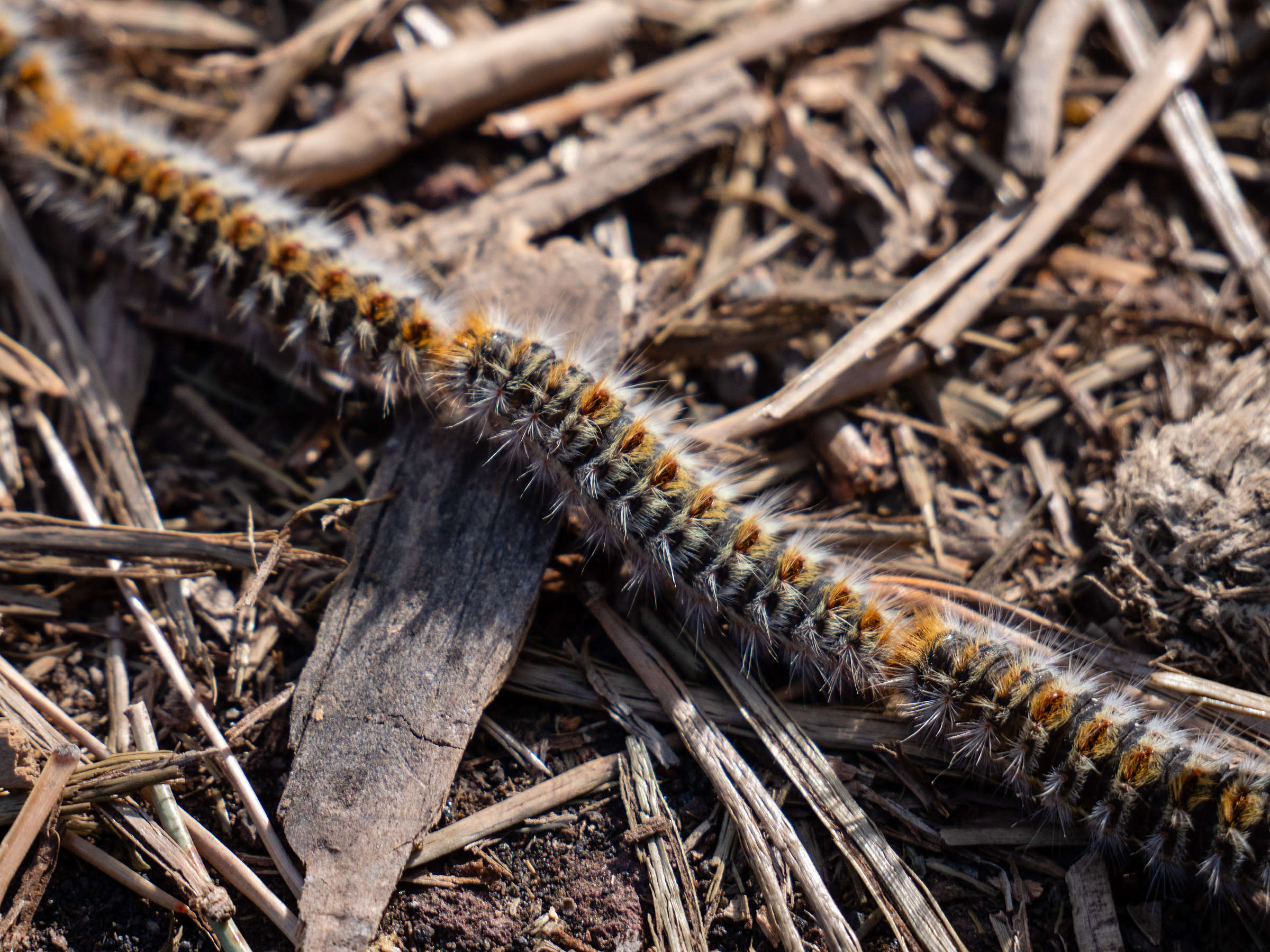 thaumetopoea_pityocampa_ch3sd