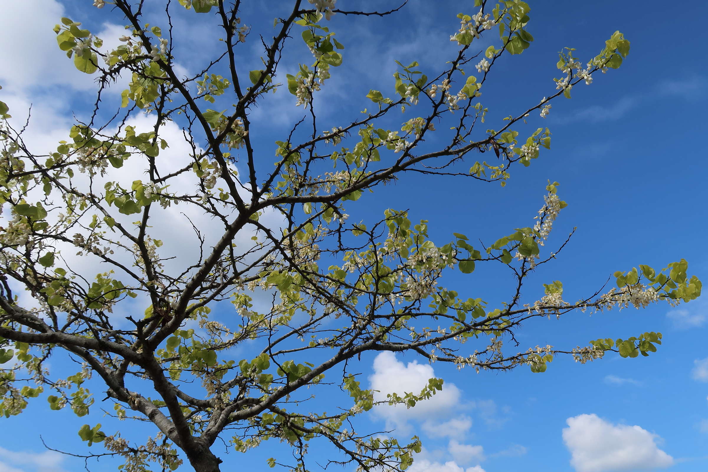 Afficher le média cercis_siliquastrum_alba1md cercis_siliquastrum_alba1md