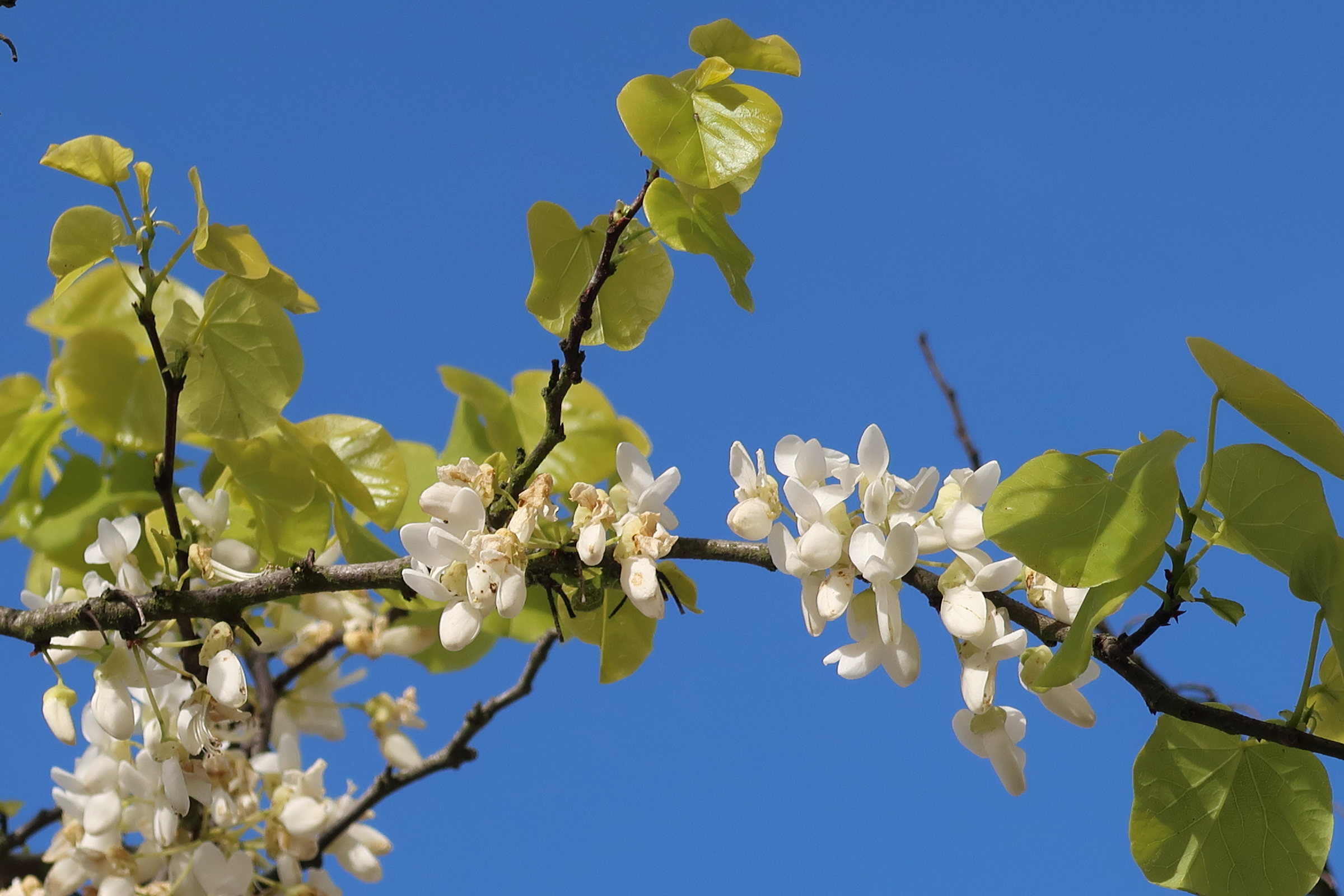 Afficher le média cercis_siliquastrum_alba2md cercis_siliquastrum_alba2md