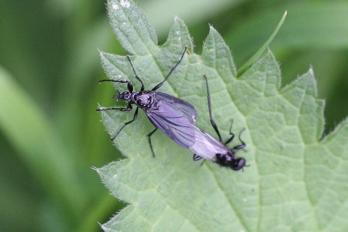 bibio_leucopterus2md