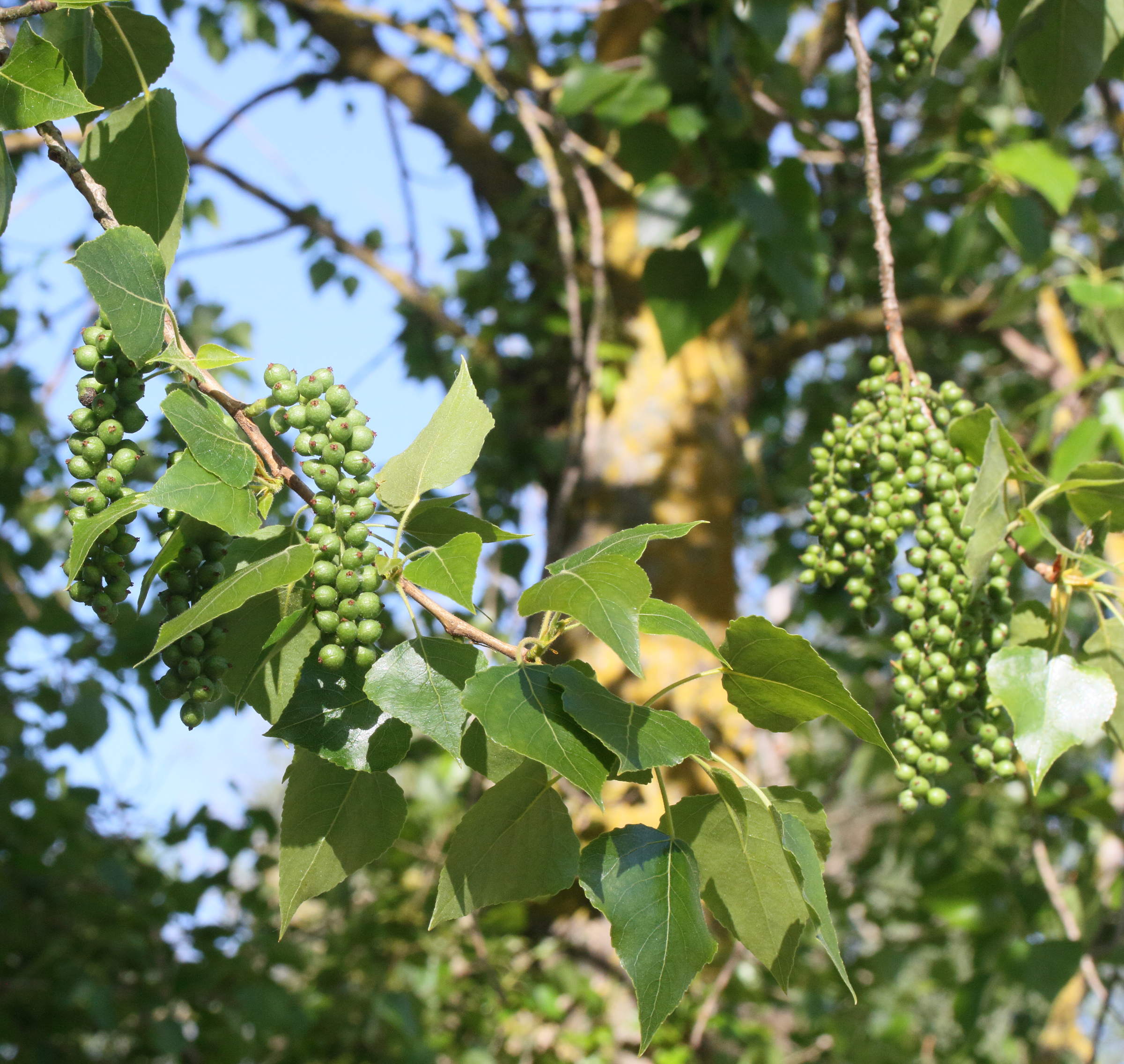 Afficher le média populus_nigra8md populus_nigra8md