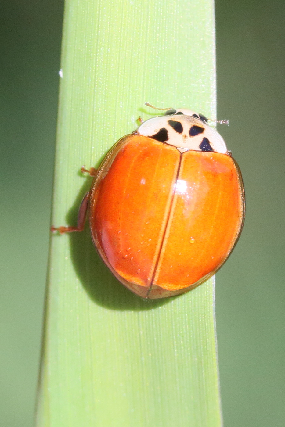 Afficher le média adalia_decempunctata8md adalia_decempunctata8md