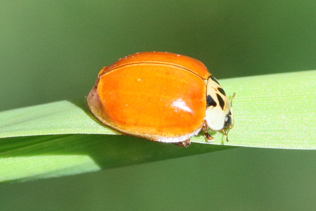 Afficher le média adalia_decempunctata9md adalia_decempunctata9md