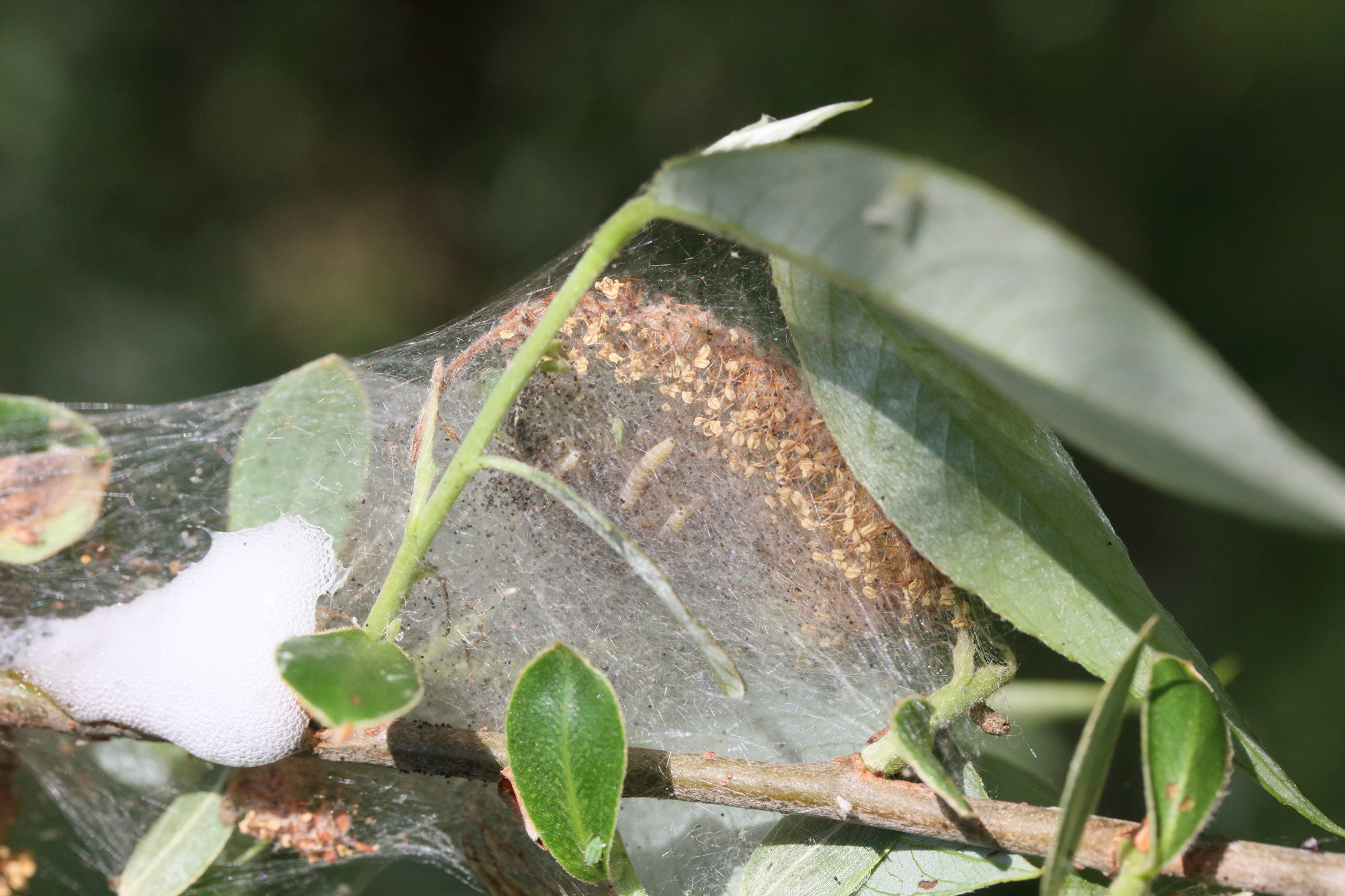 yponomeuta_rorrella_ch1md