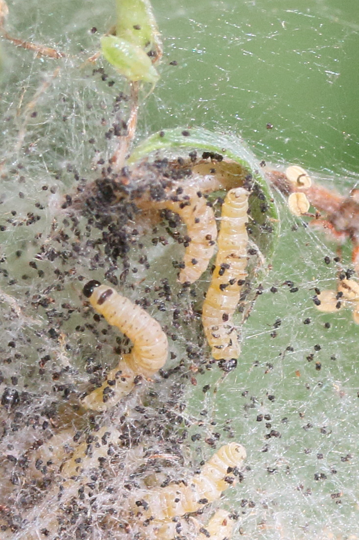 yponomeuta_rorrella_ch2md