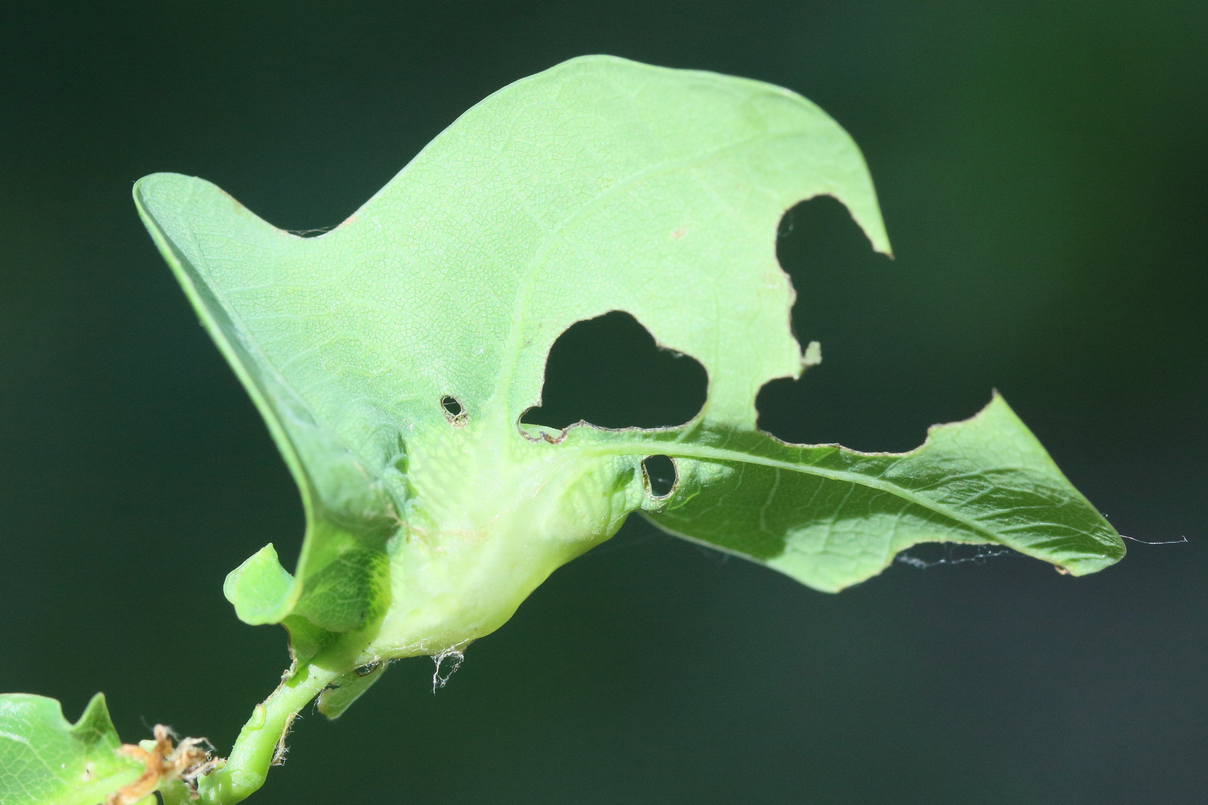 andricus_curvator_galle5md