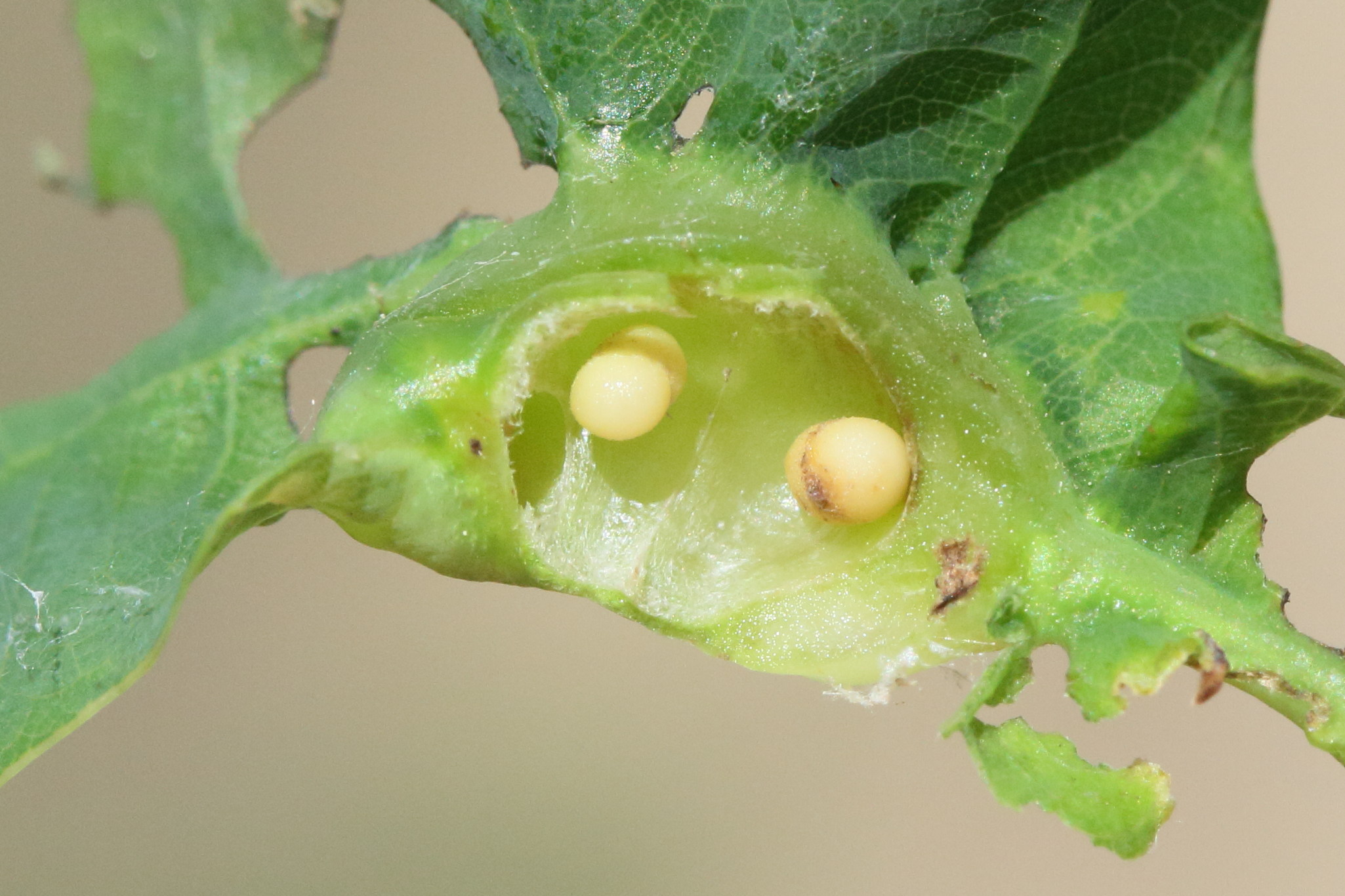 andricus_curvator_galle6md