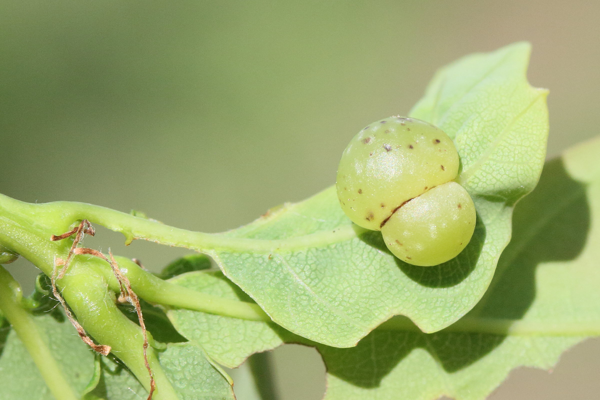 neuroterus_quercusbaccarum_galle3md