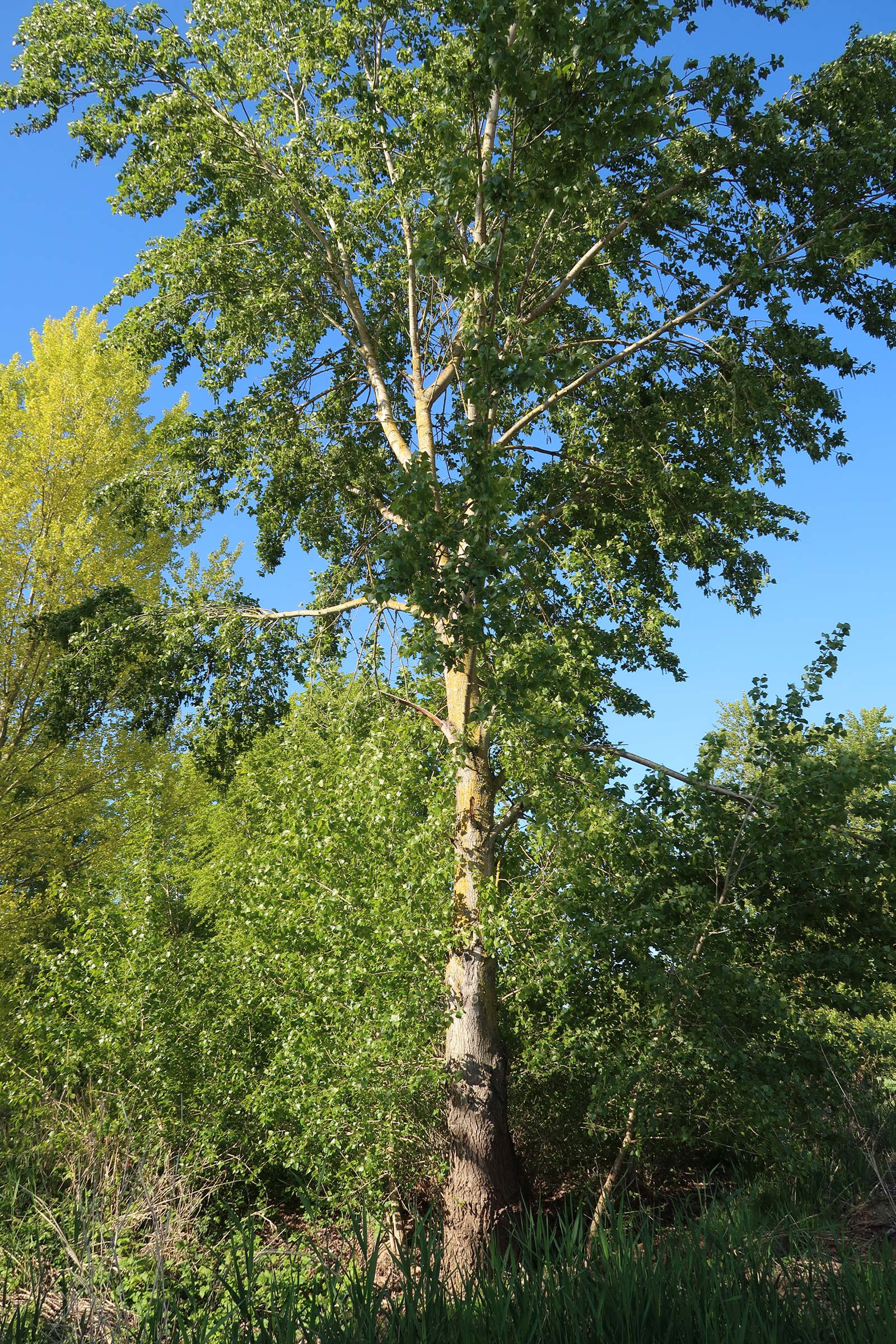 Afficher le média populus_nigra9md populus_nigra9md