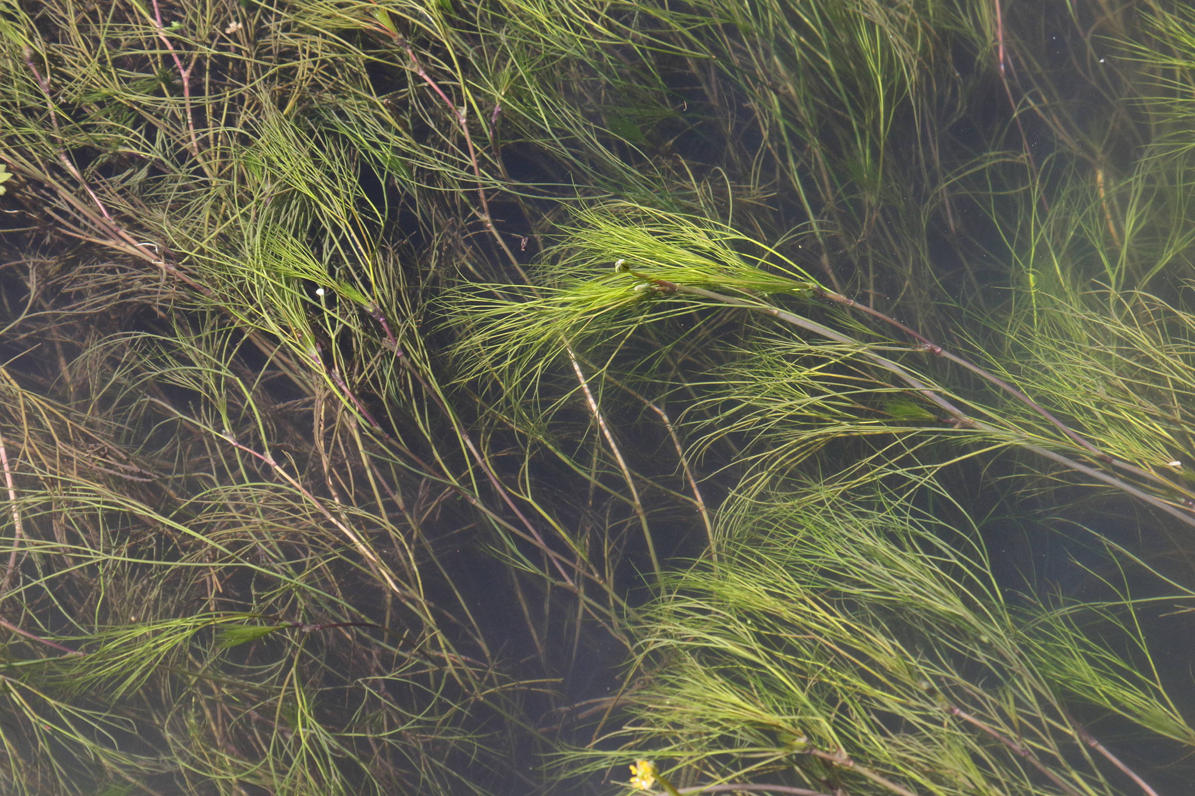 Afficher le média ranunculus_fluitans6bd ranunculus_fluitans6bd