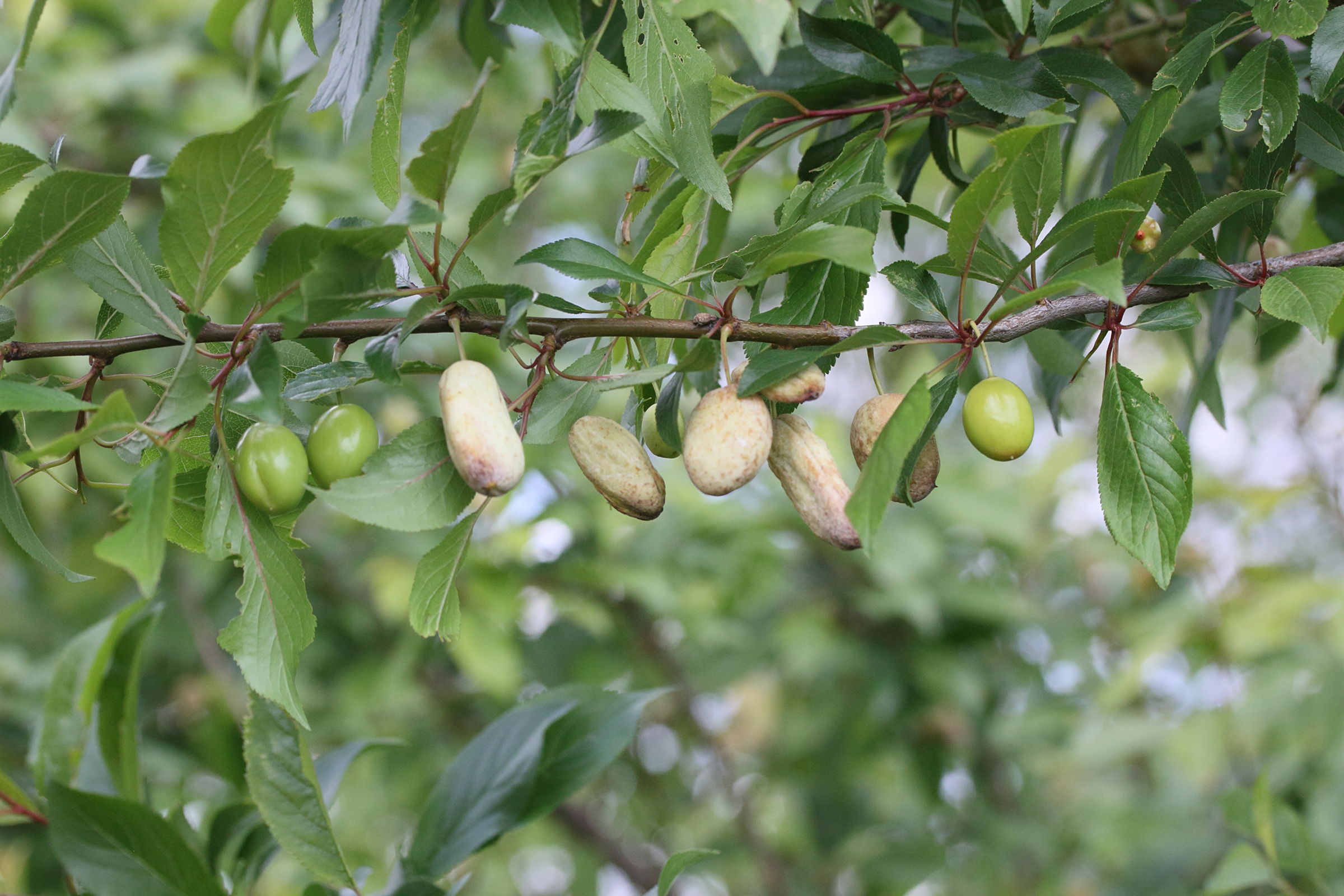 Afficher le média taphrina_pruni_galle4md taphrina_pruni_galle4md