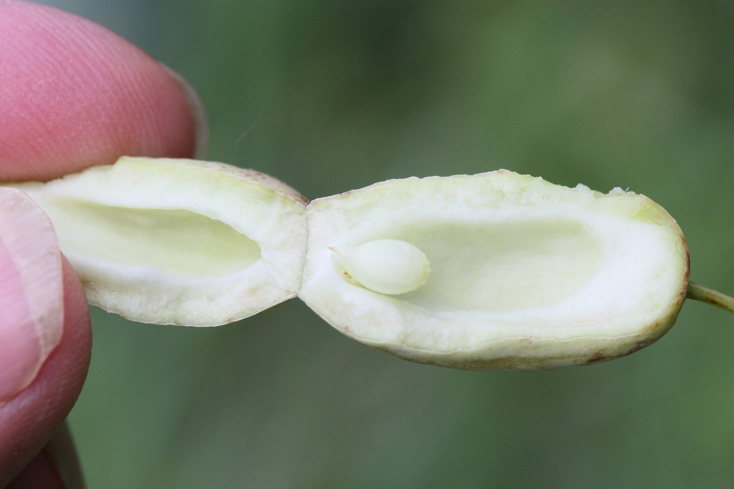 Afficher le média taphrina_pruni_galle5md taphrina_pruni_galle5md