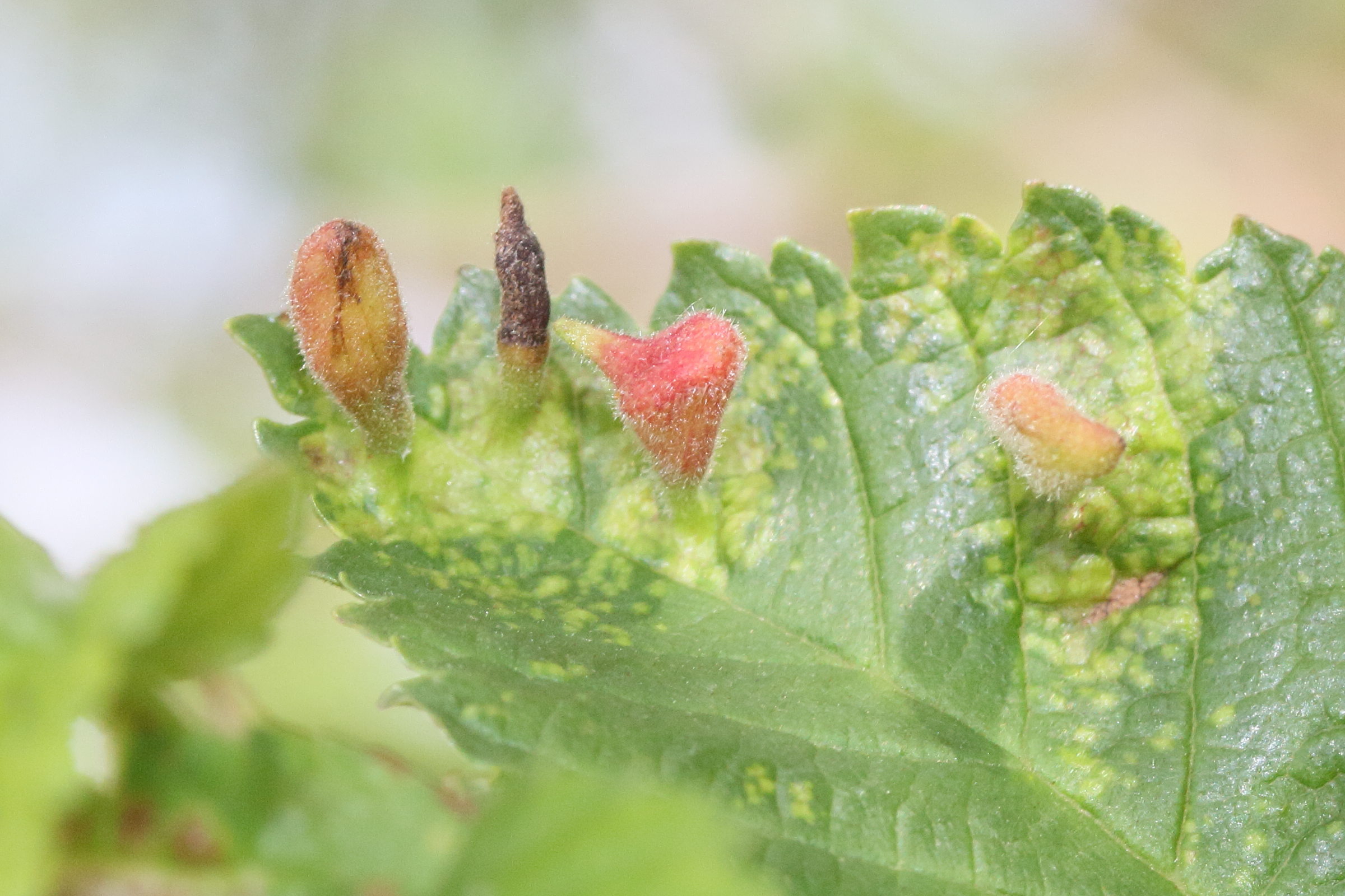 tetraneurella_alkinire_galle1md